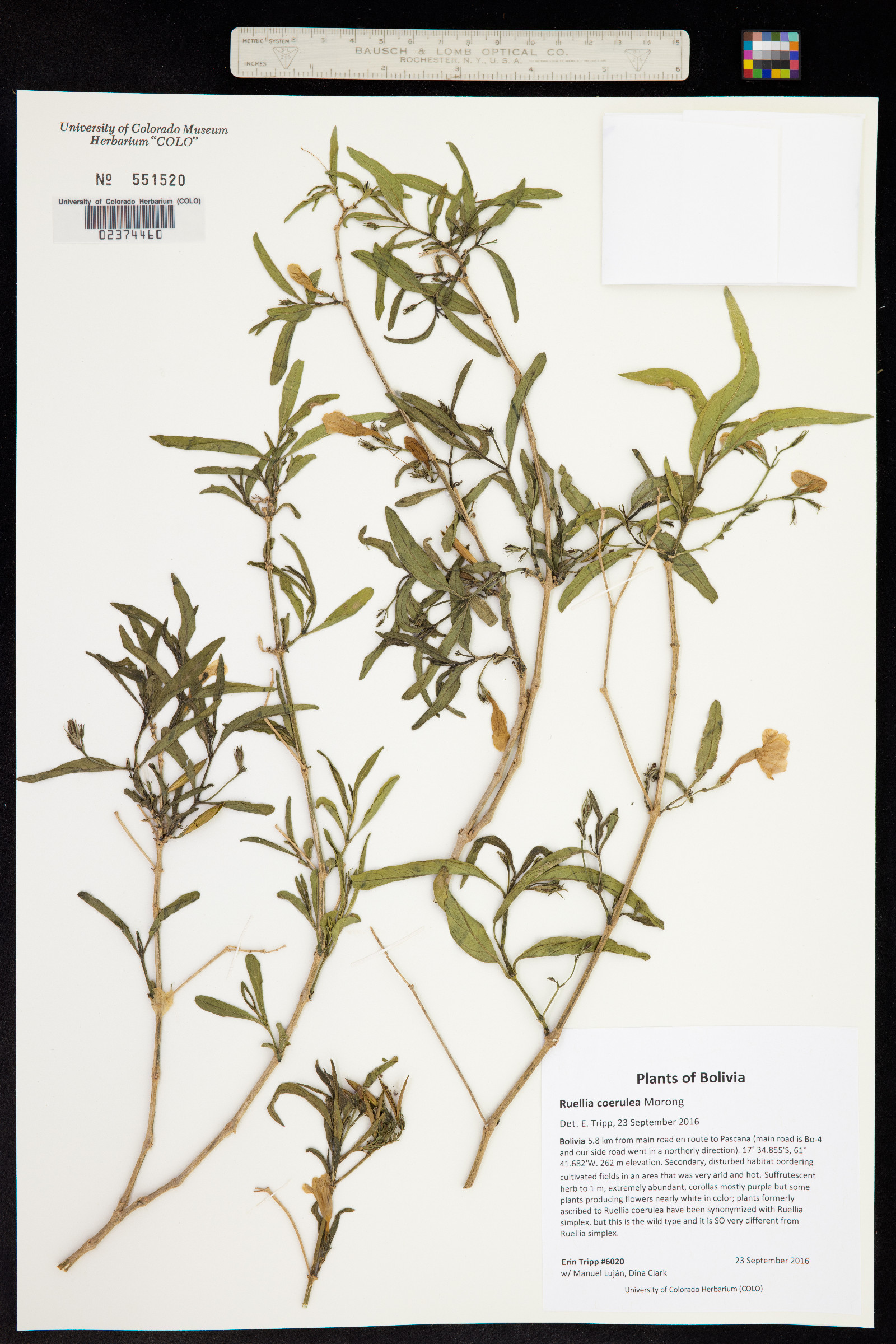 Ruellia simplex image