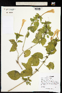 Image of Ruellia bignoniiflora