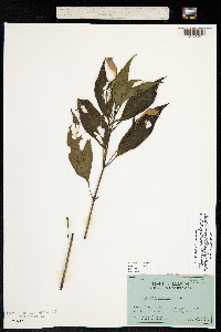 Ruellia angustiflora image