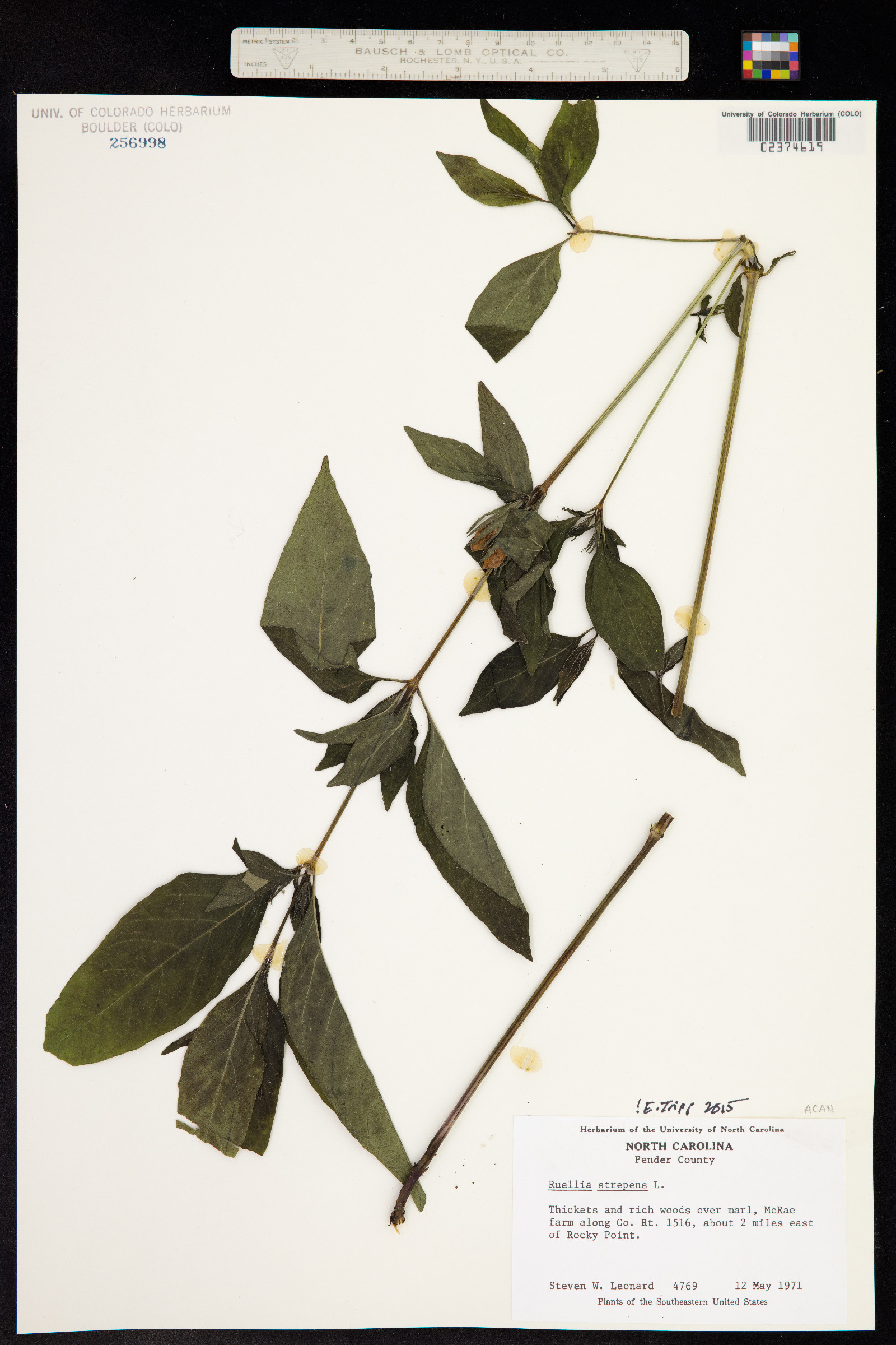 Ruellia strepens image