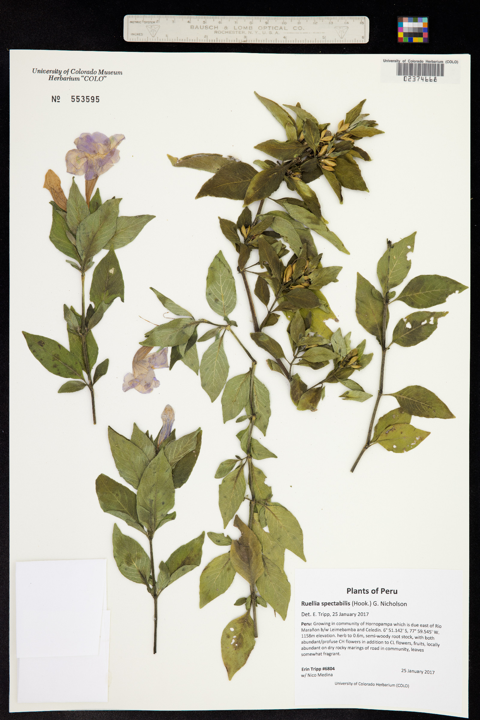 Ruellia spectabilis image