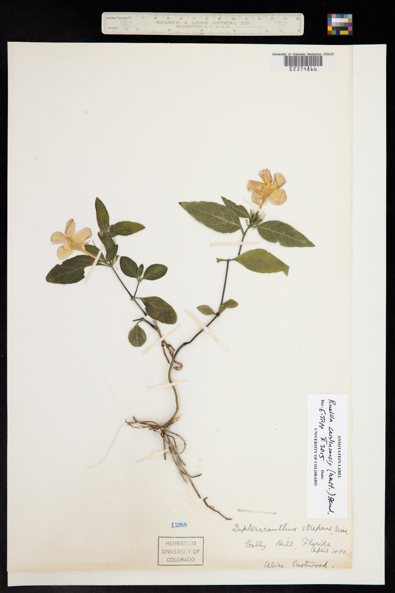 Ruellia nudiflora image