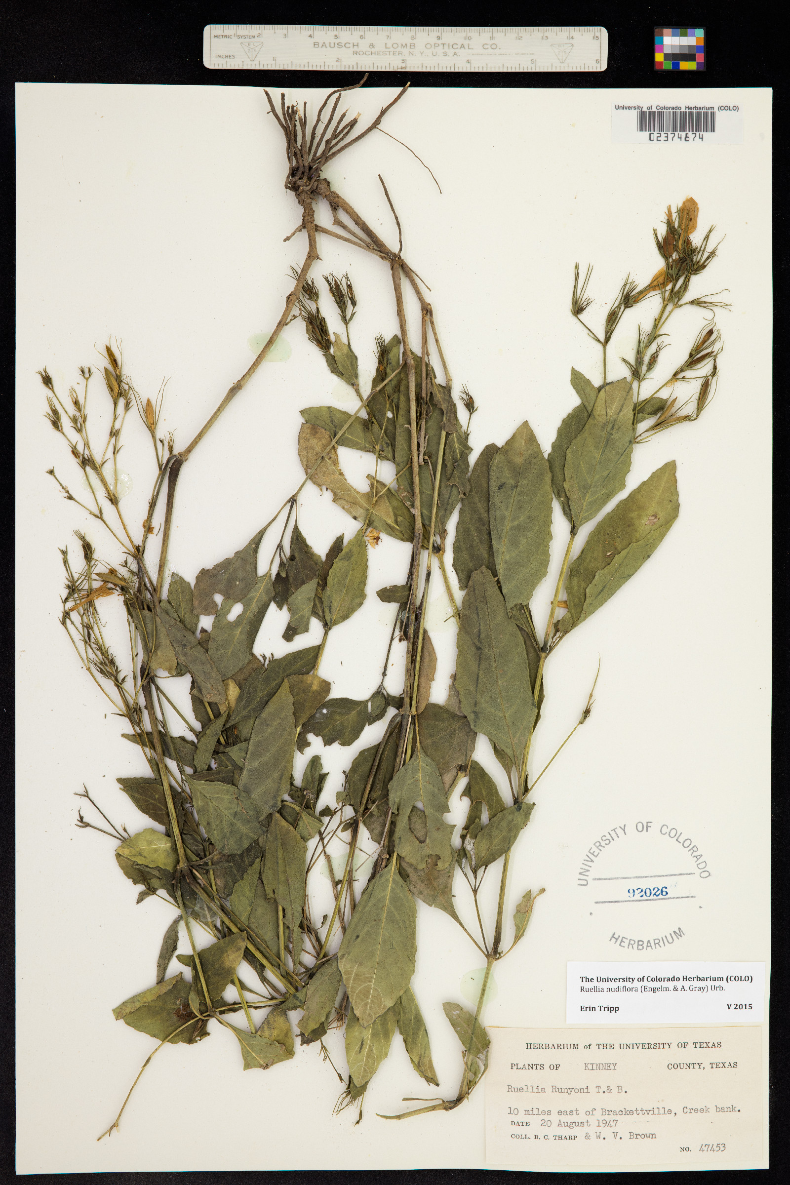 Ruellia nudiflora image