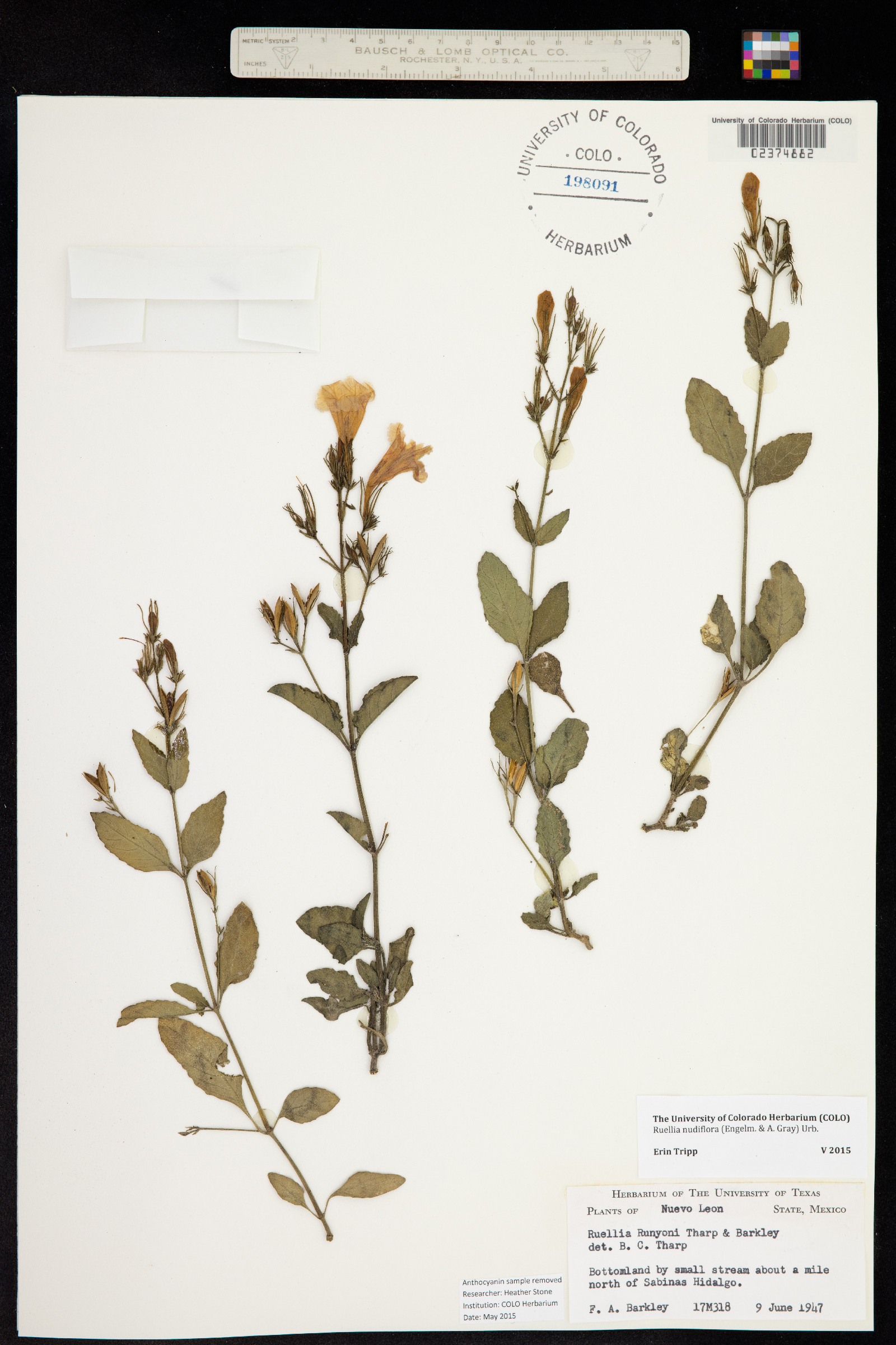 Ruellia nudiflora image