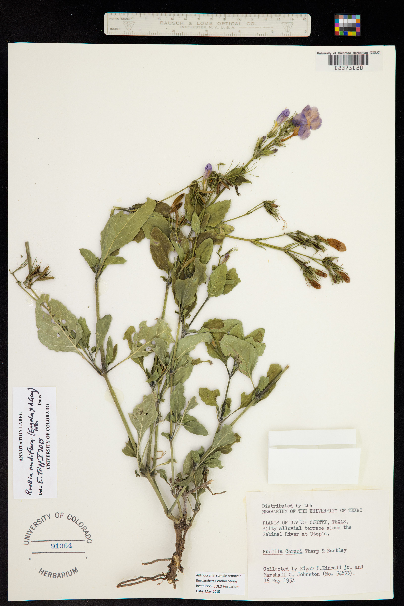 Ruellia nudiflora image