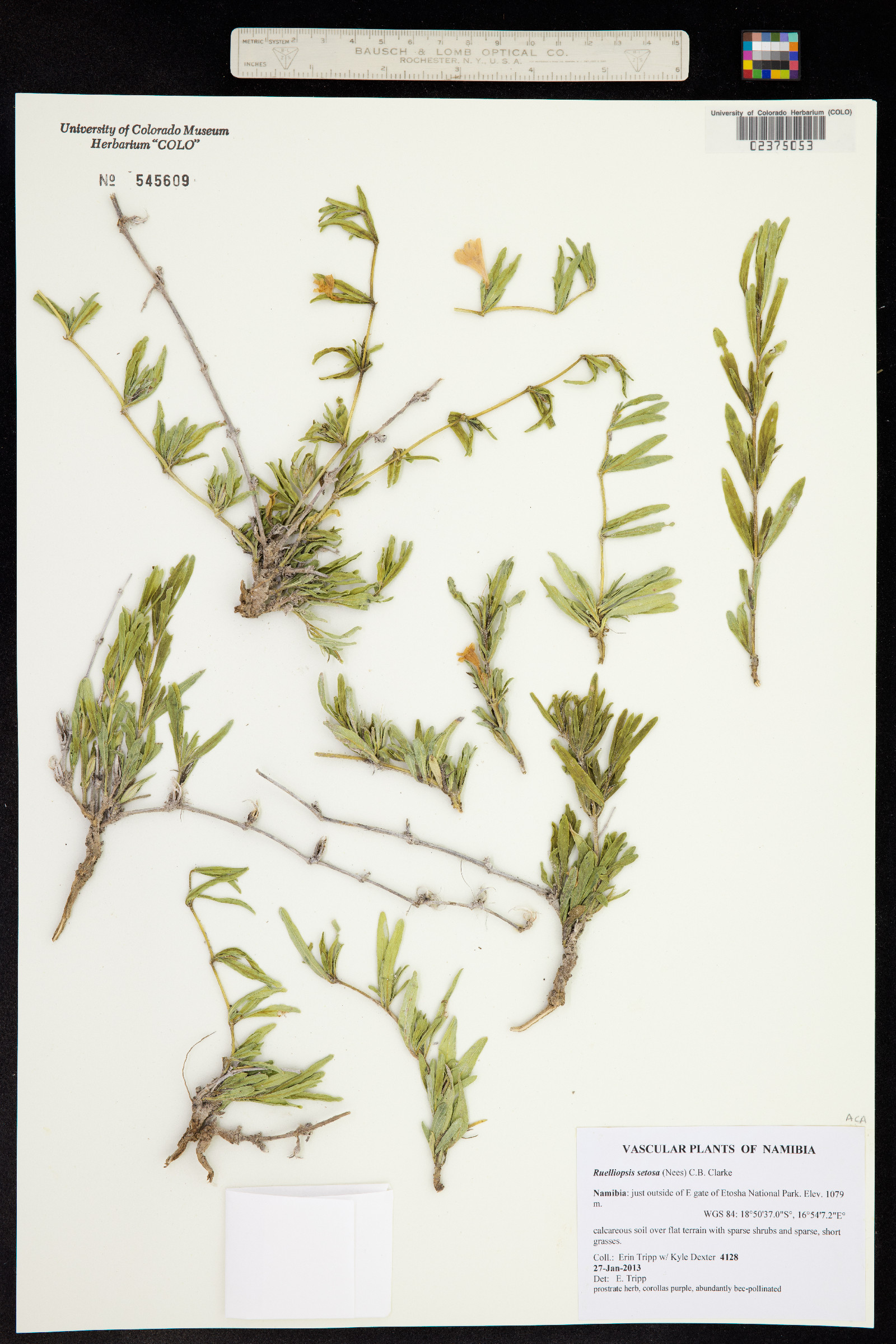 Ruelliopsis setosa image