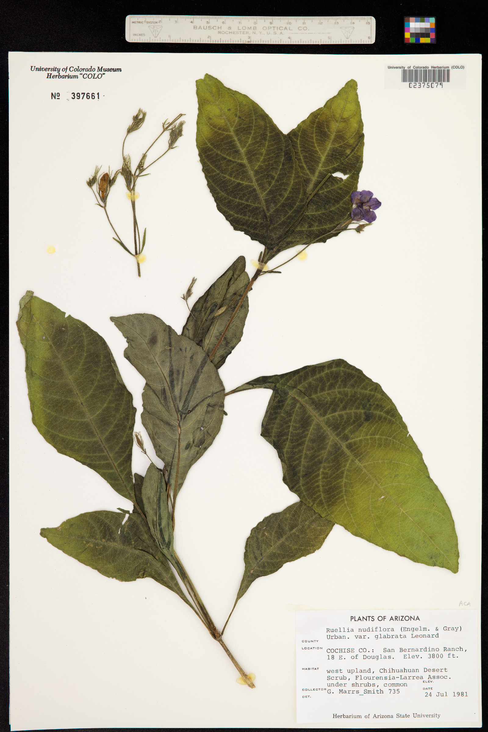 Acanthaceae image