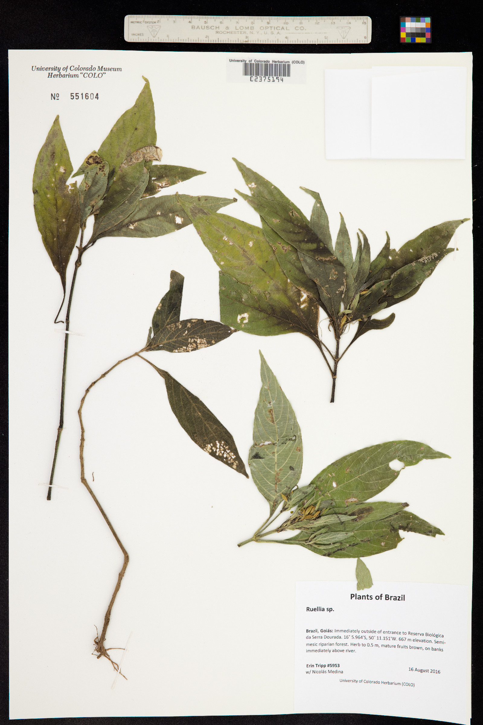 Ruellia image