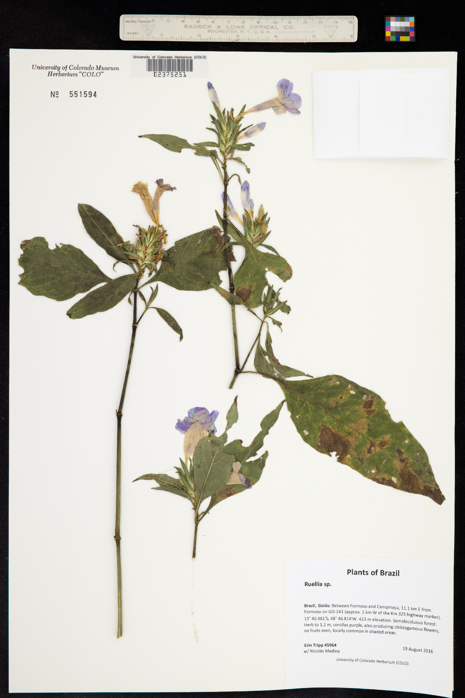 Ruellia image