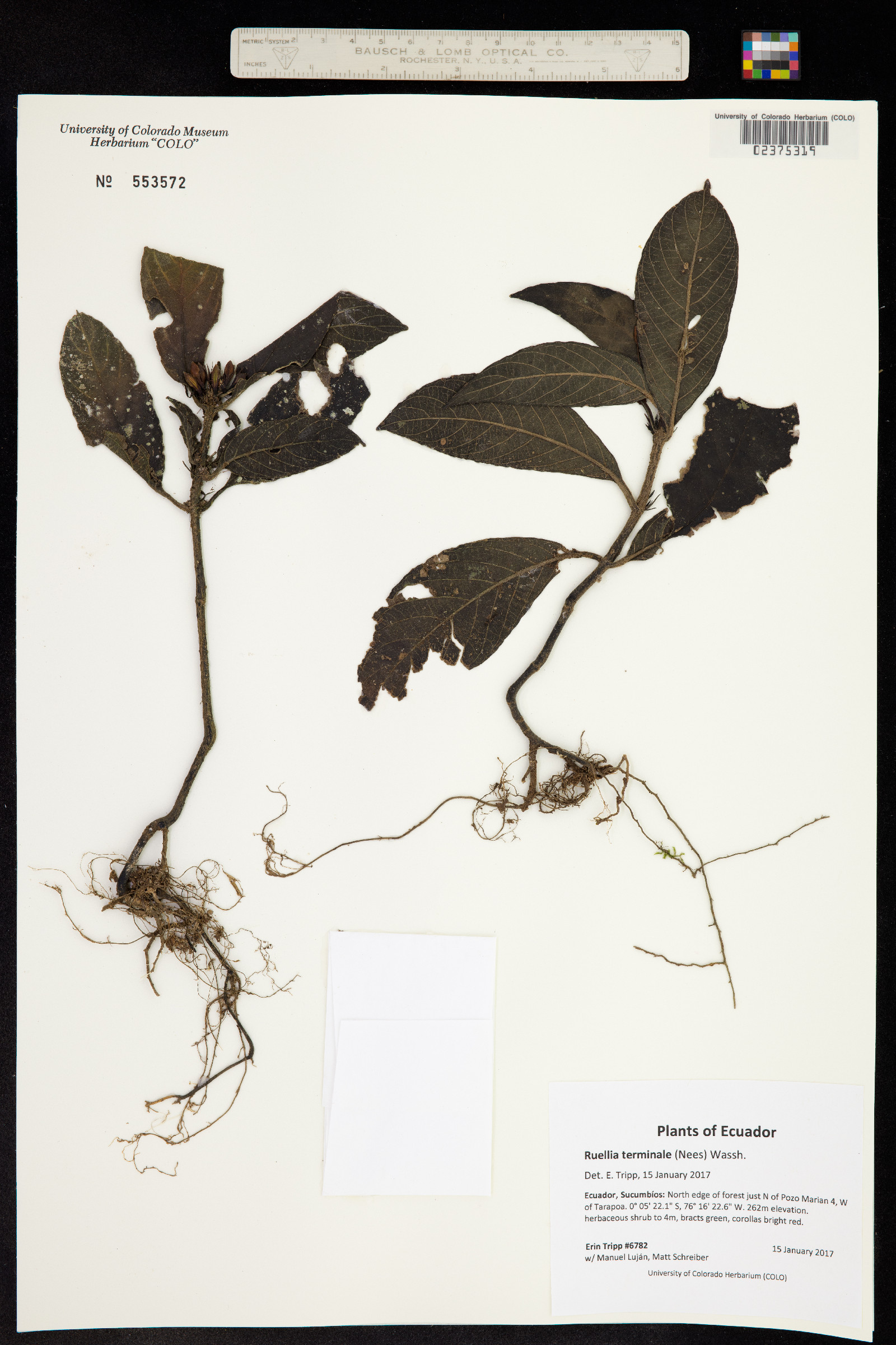 Ruellia terminale image