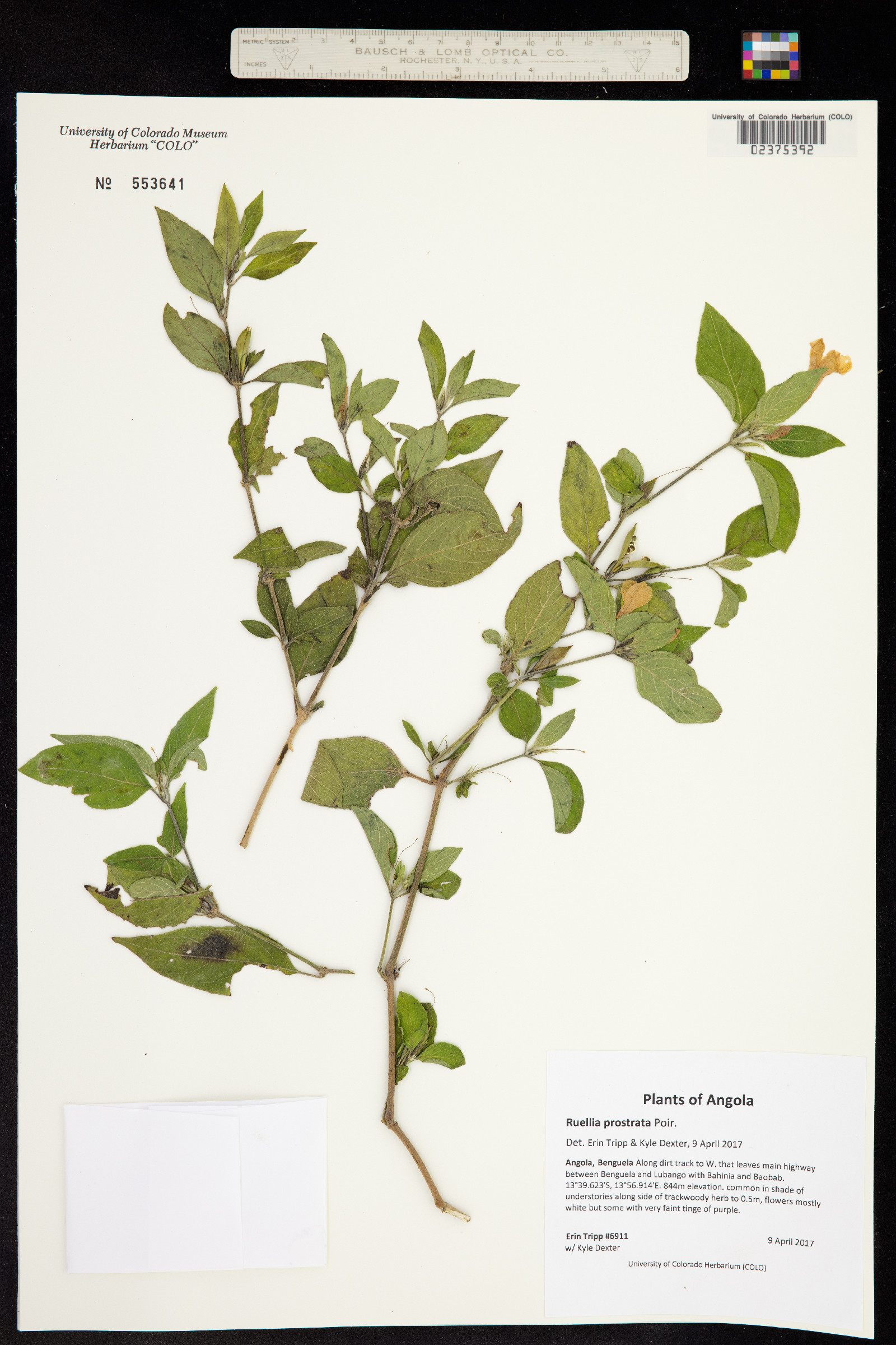 Ruellia prostrata image