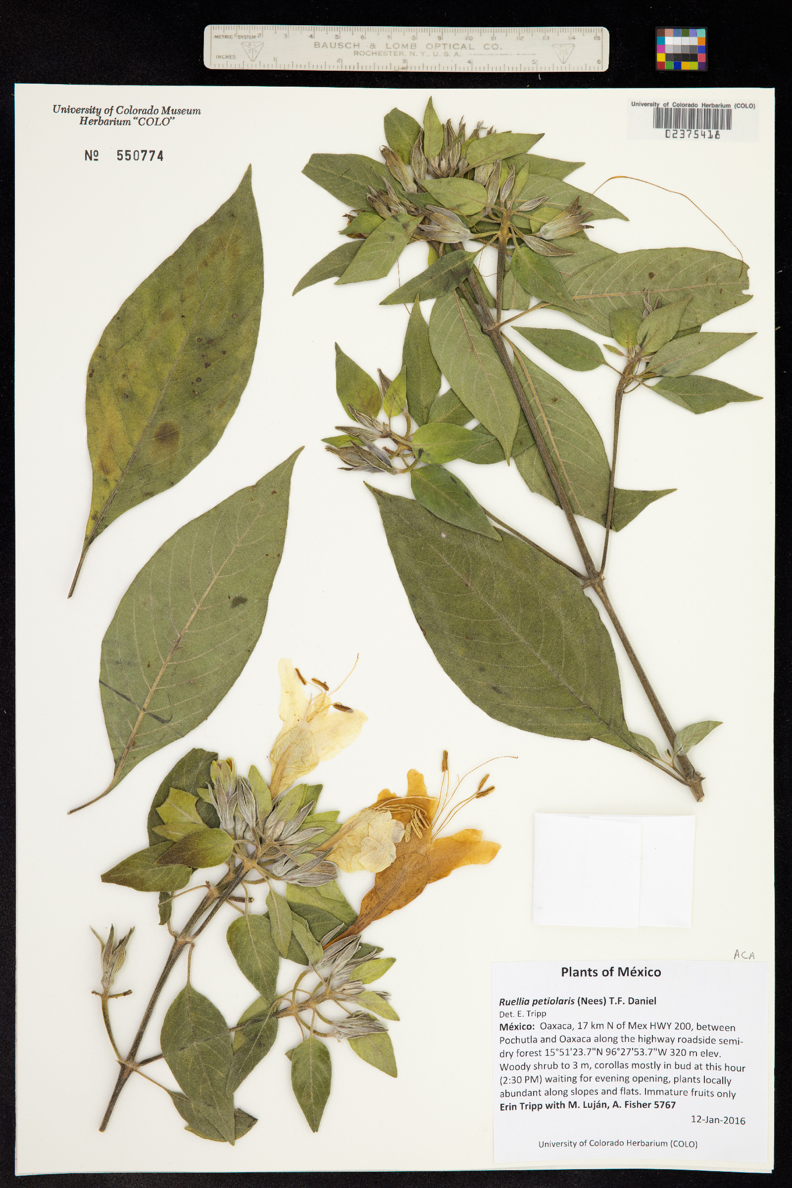 Ruellia petiolaris image