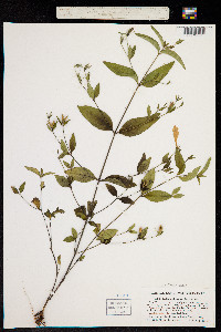 Image of Ruellia pedunculata
