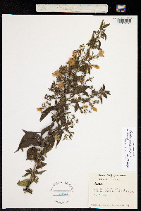 Ruellia paniculata image