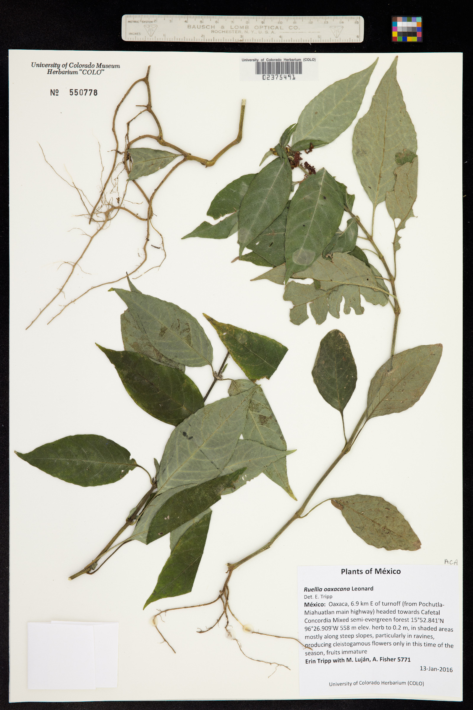Ruellia oaxacana image