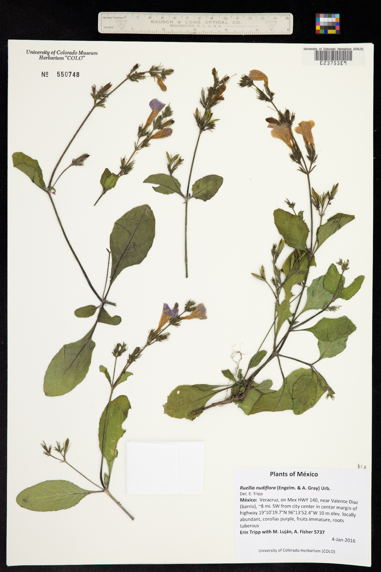 Ruellia nudiflora image