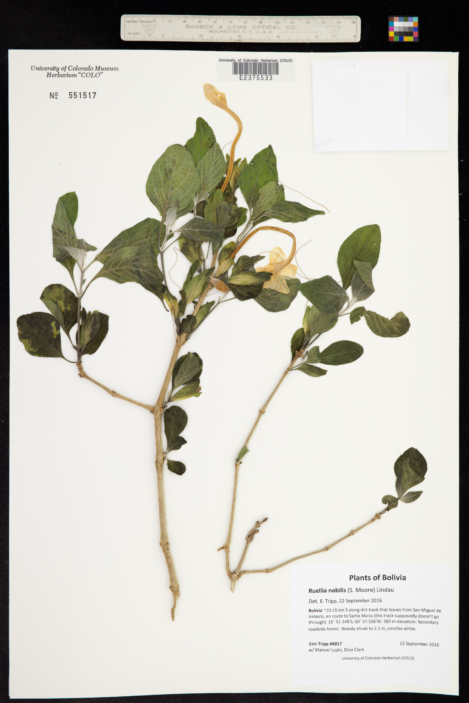 Ruellia nobilis image