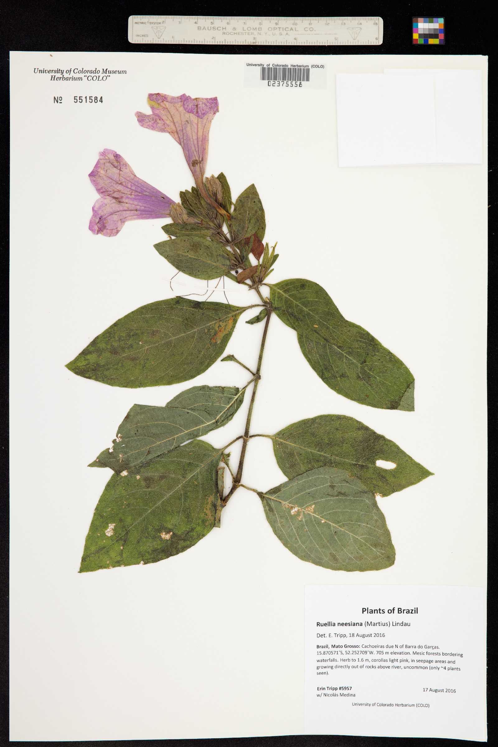 Ruellia neesiana image