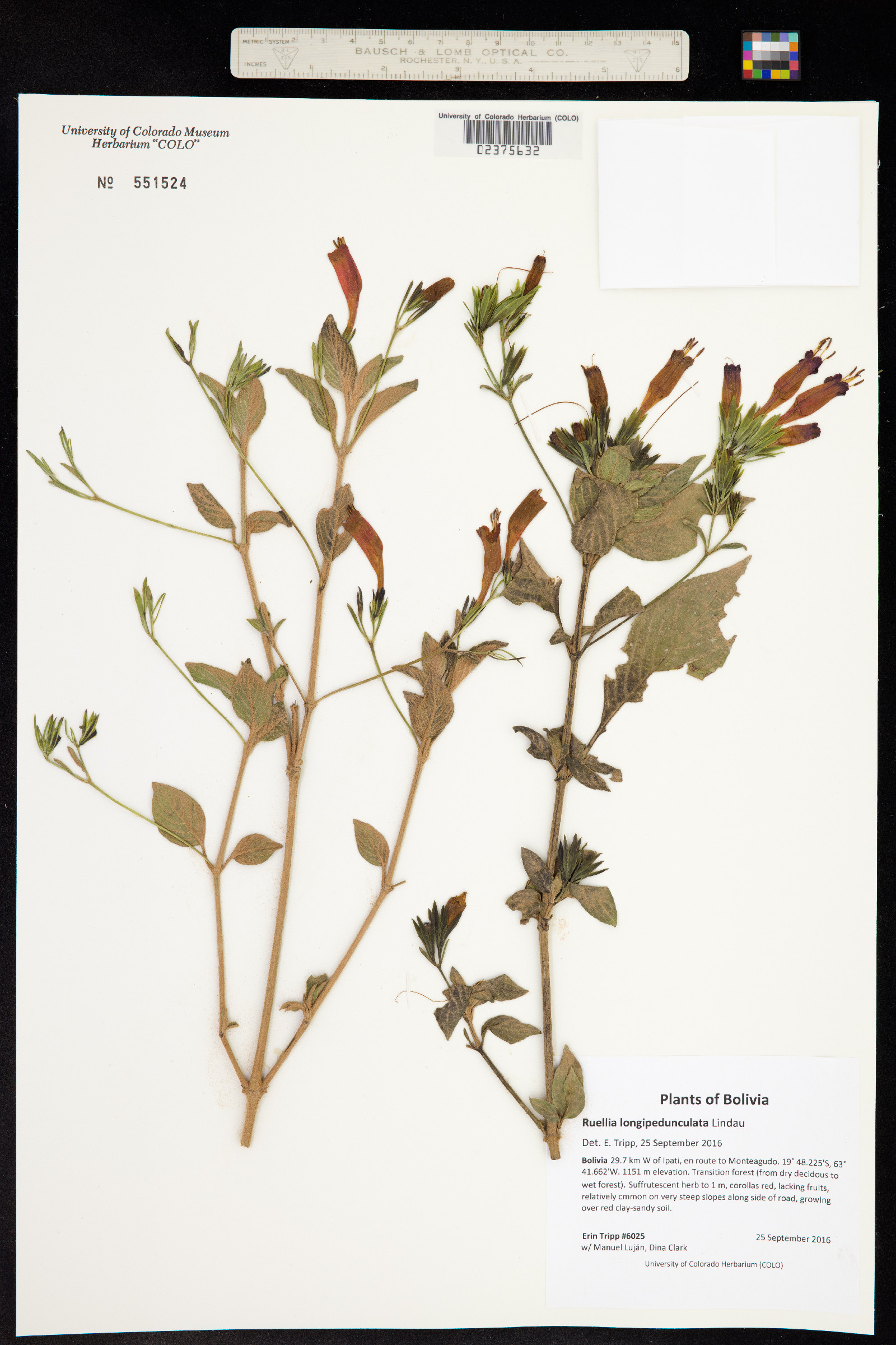 Ruellia longipedunculata image