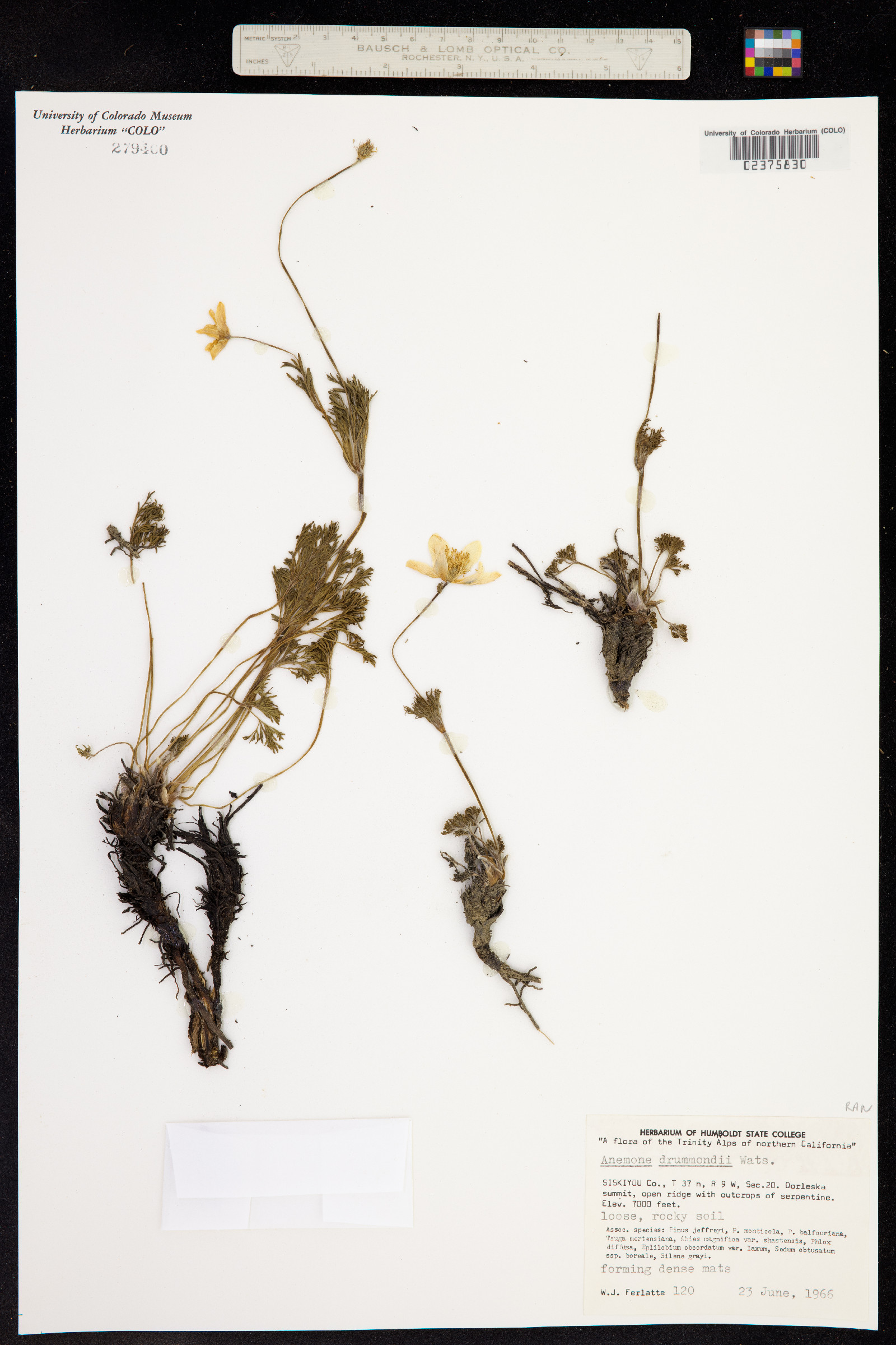 Anemone image