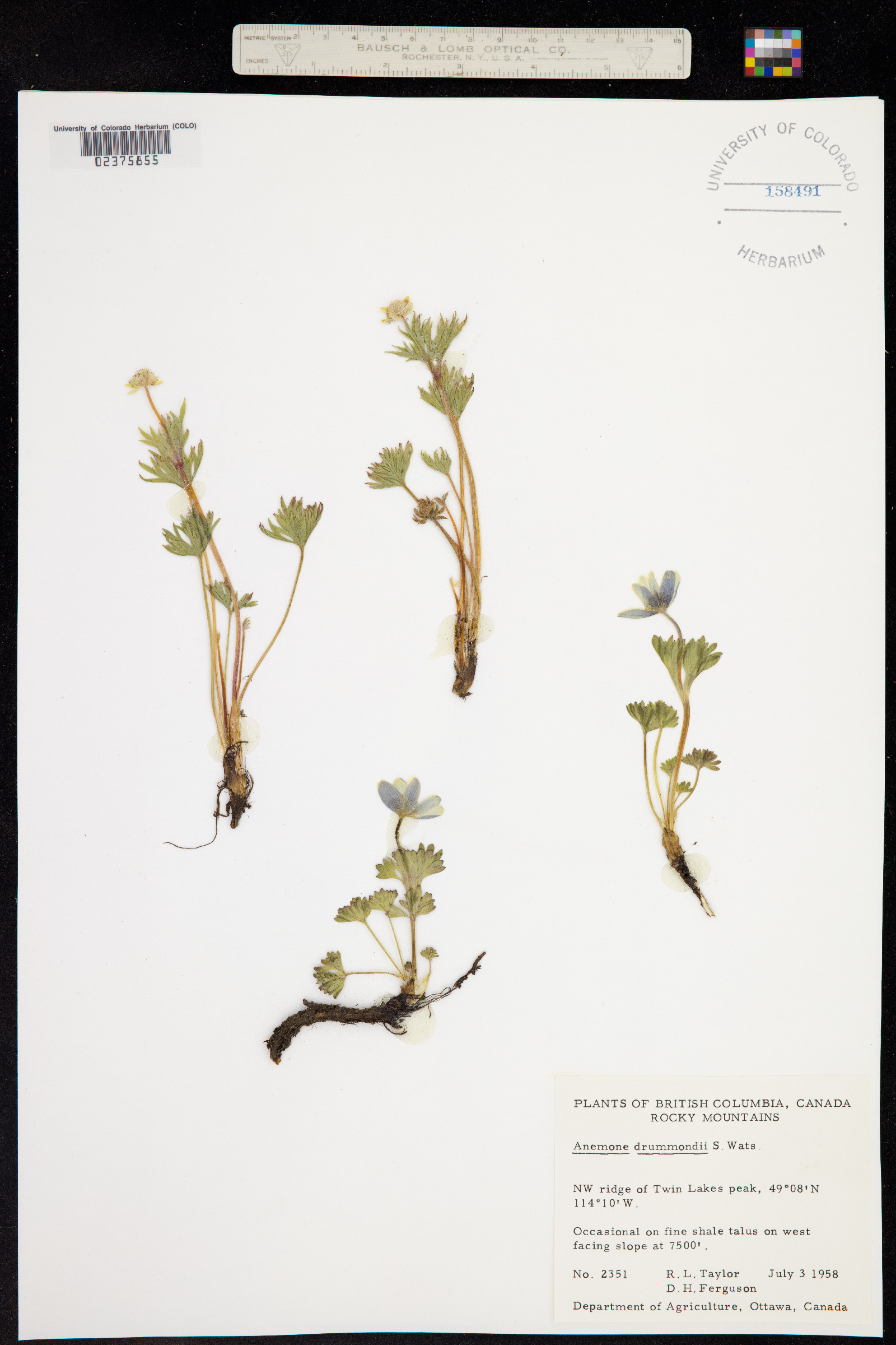 Anemone drummondii image