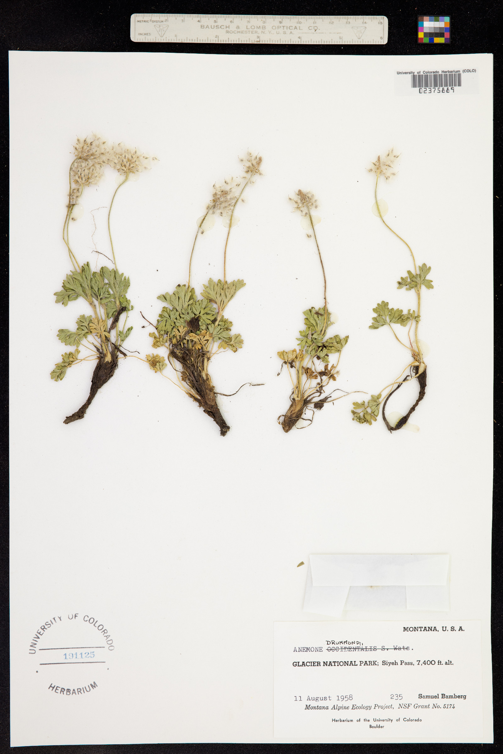 Anemone drummondii image