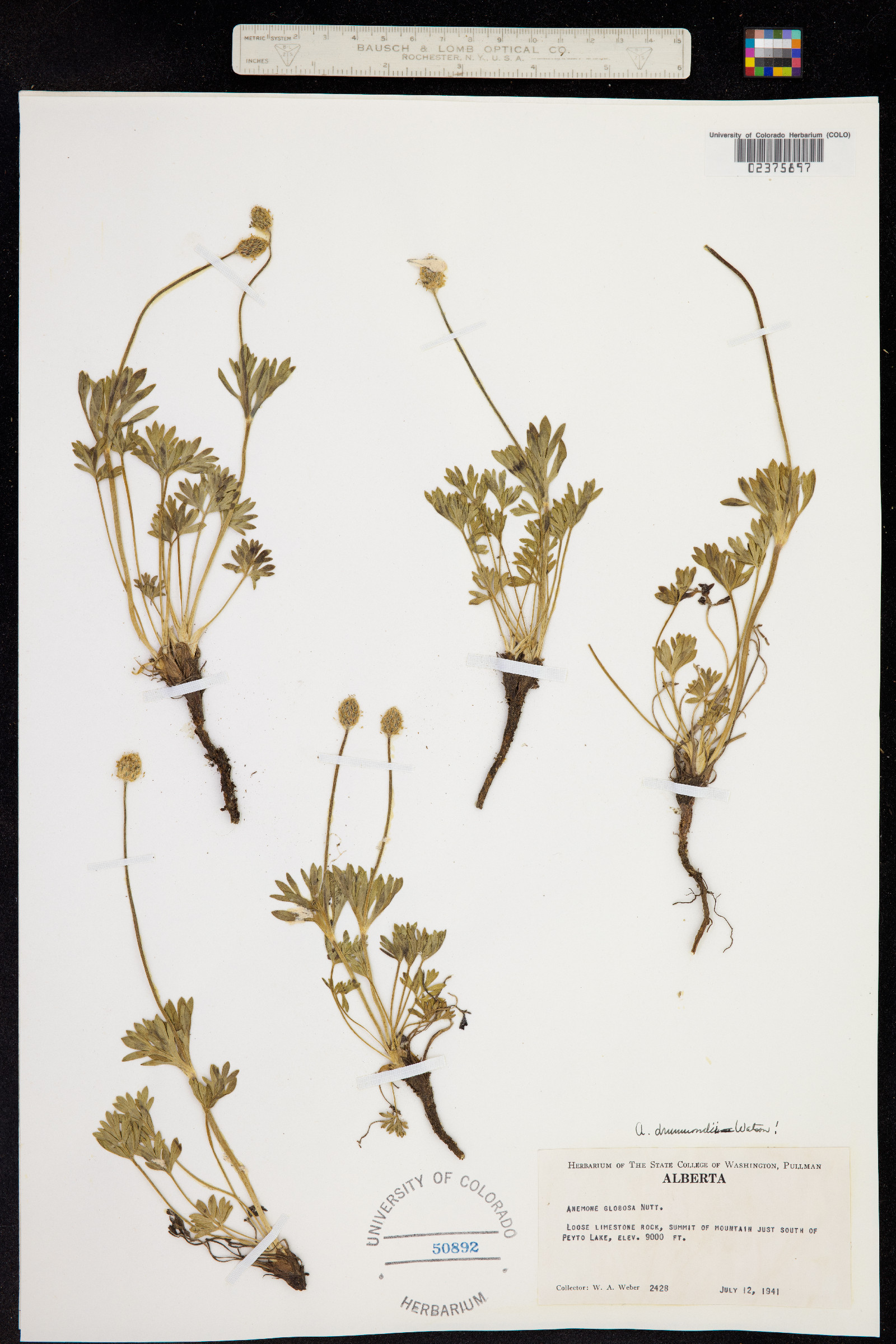 Anemone drummondii image