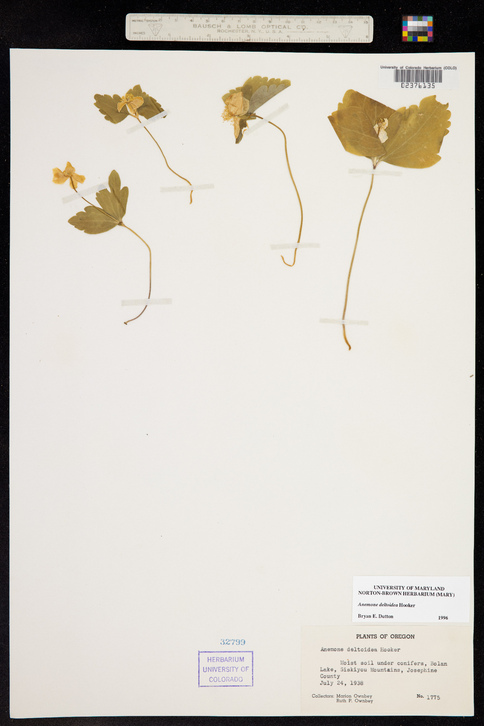 Anemone deltoidea image