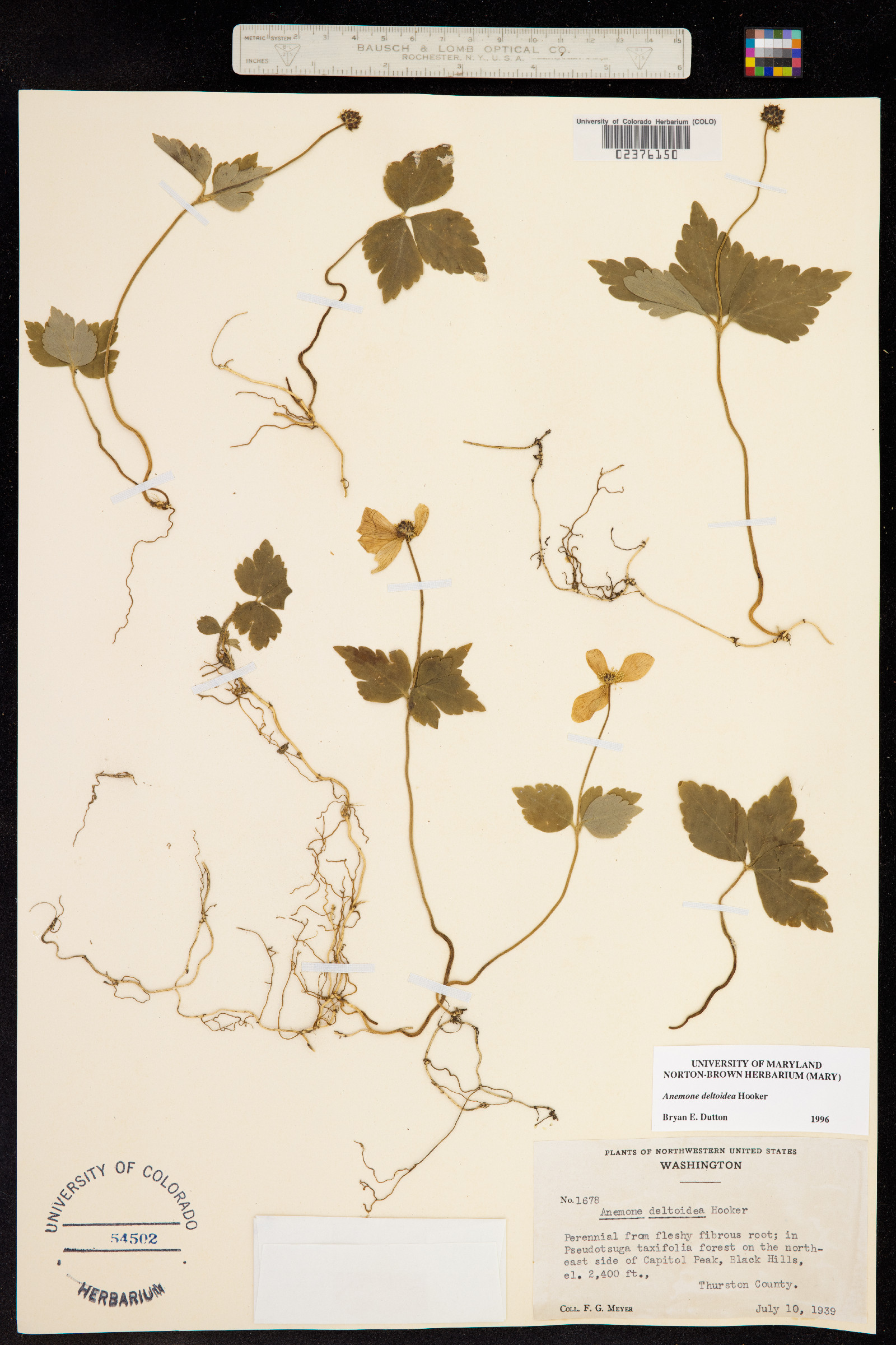 Anemone deltoidea image