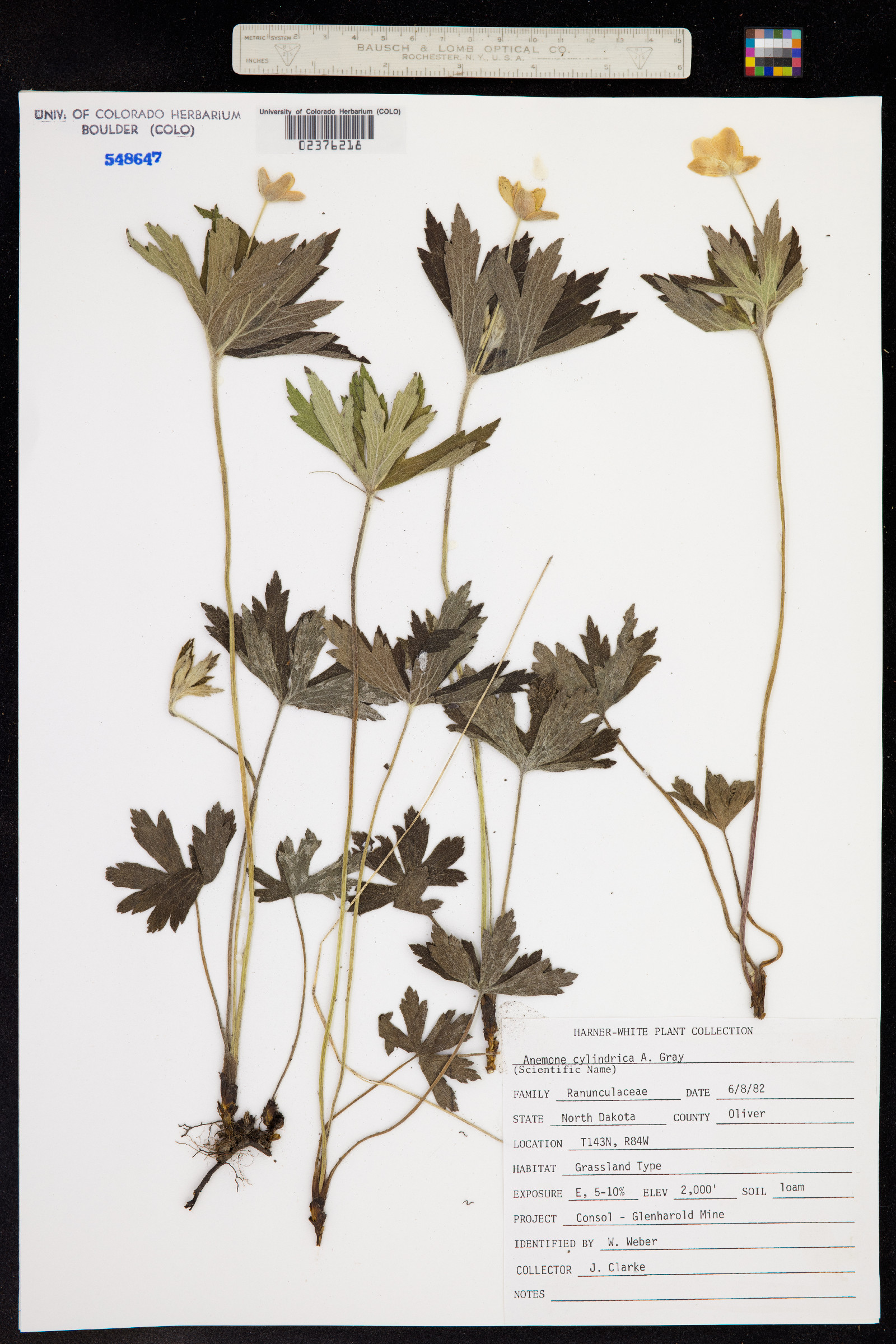 Anemone cylindrica image