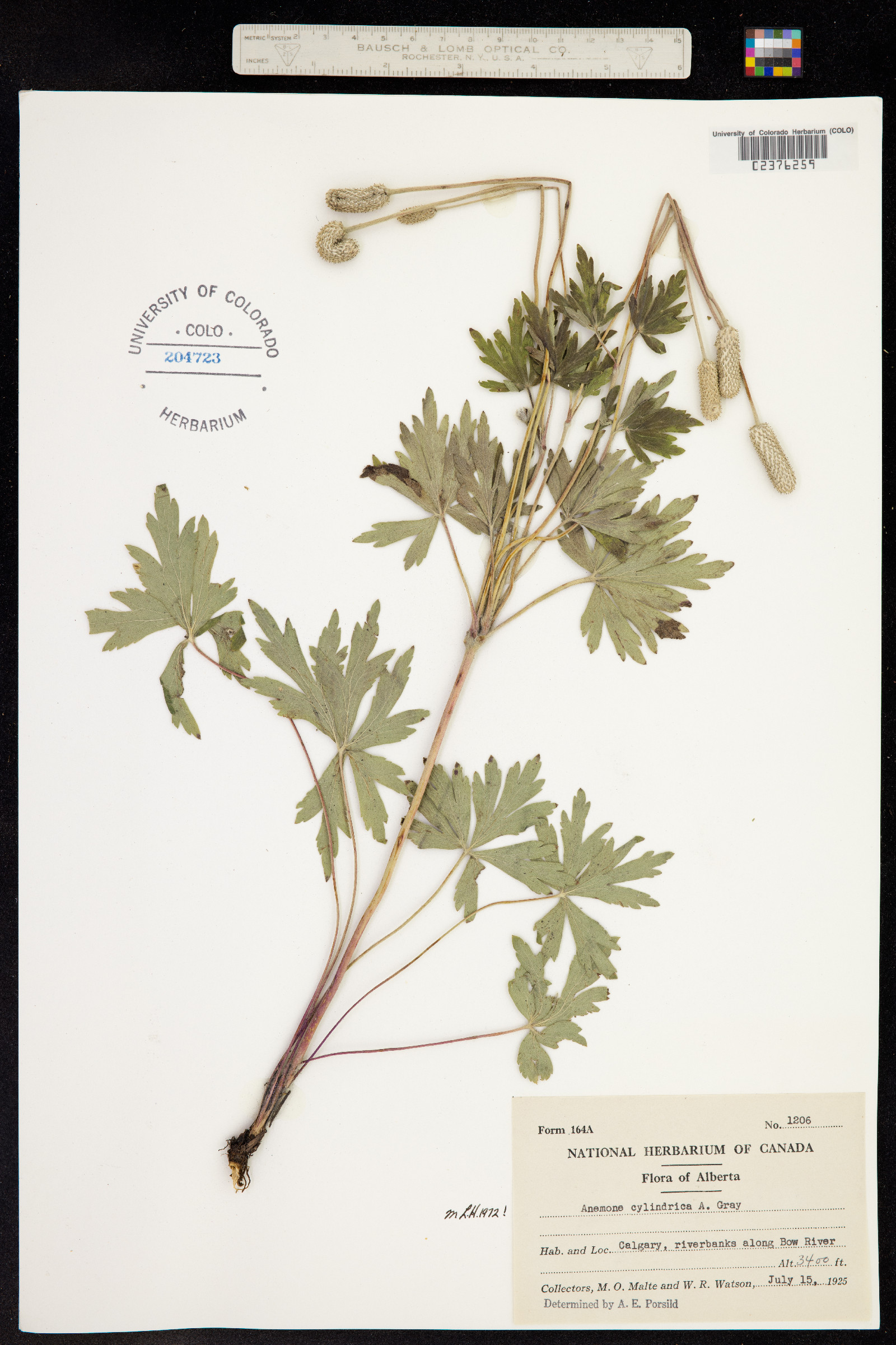 Anemone cylindrica image