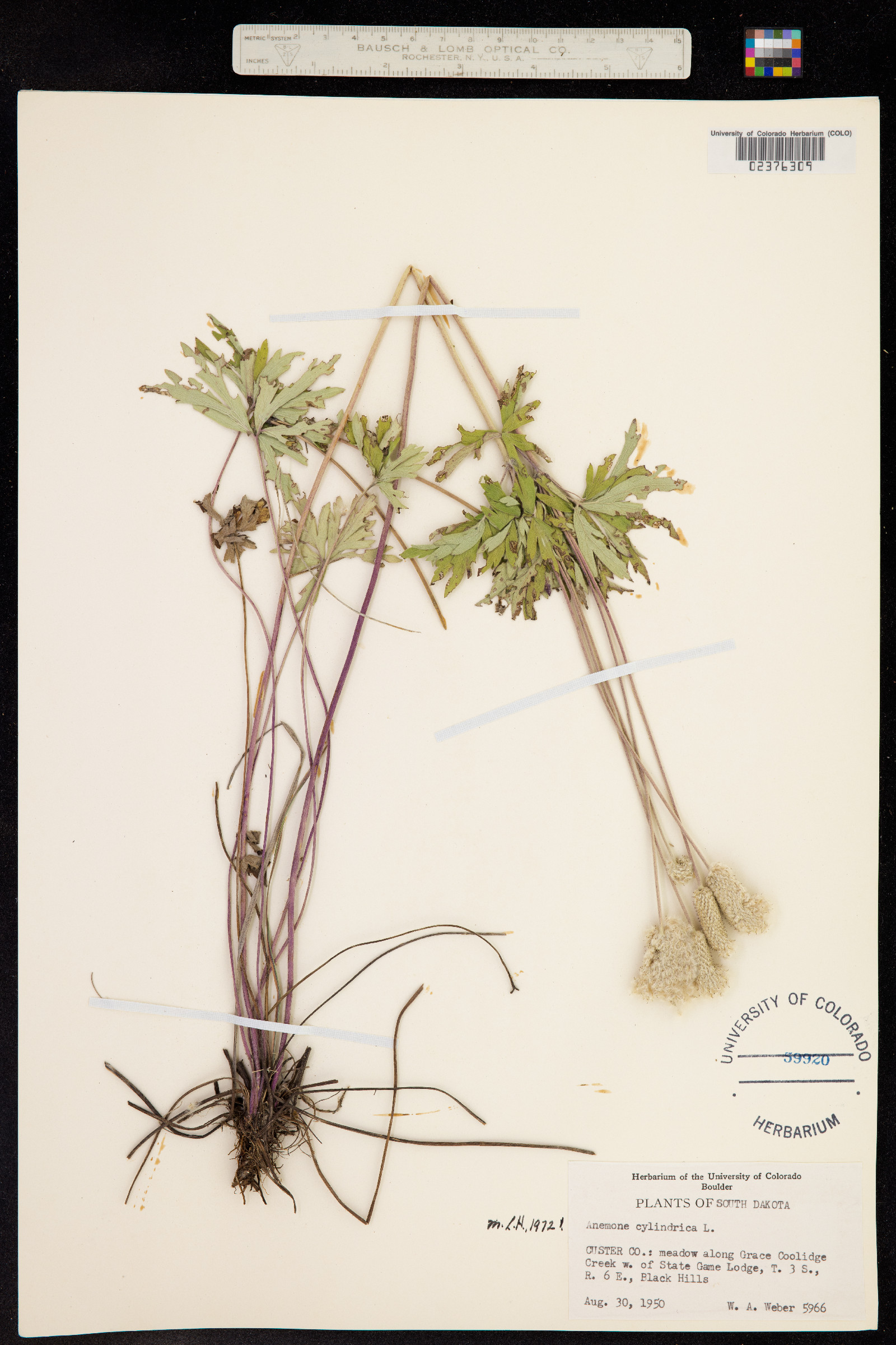 Anemone cylindrica image