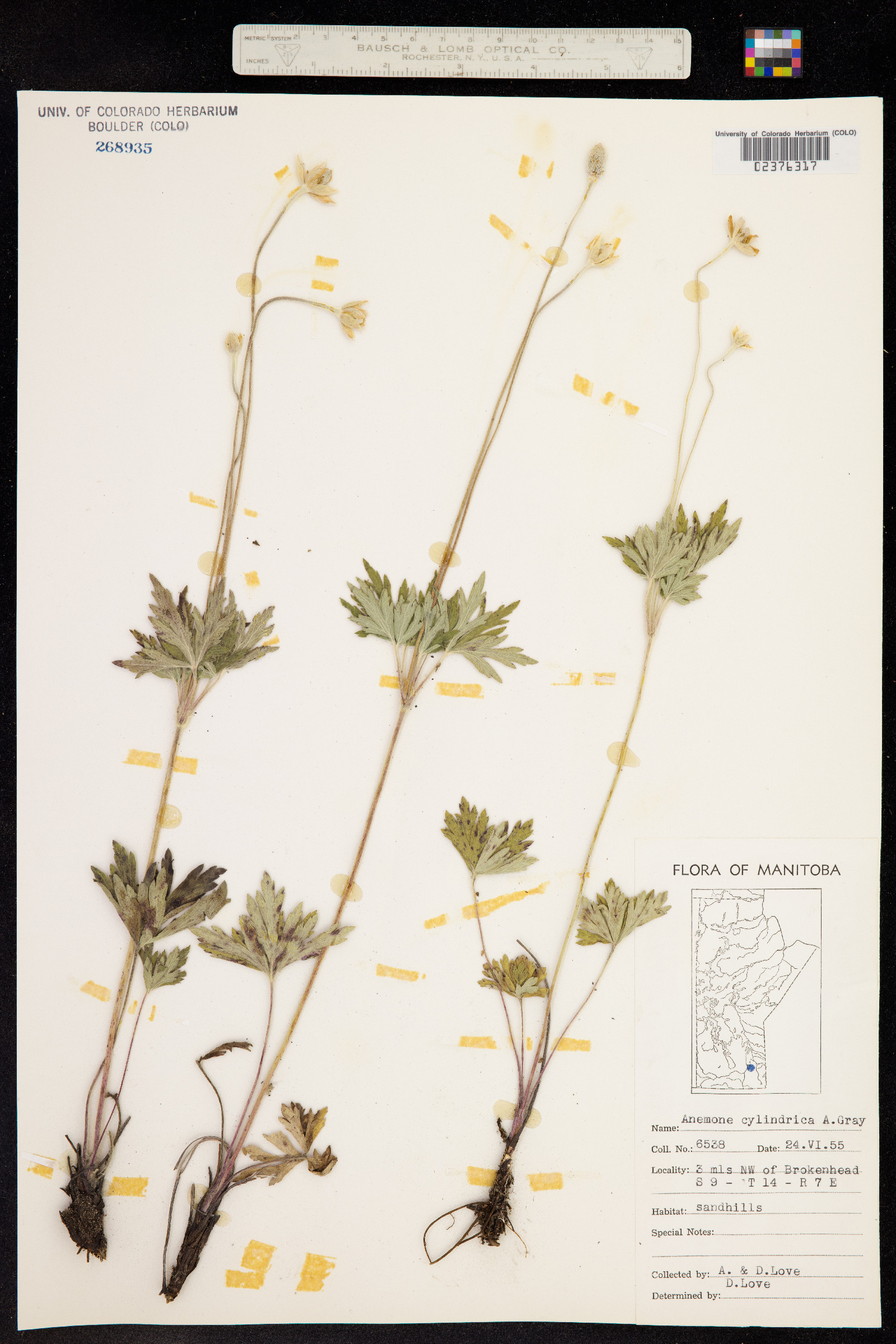 Anemone cylindrica image