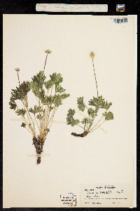 Anemone lithophila image