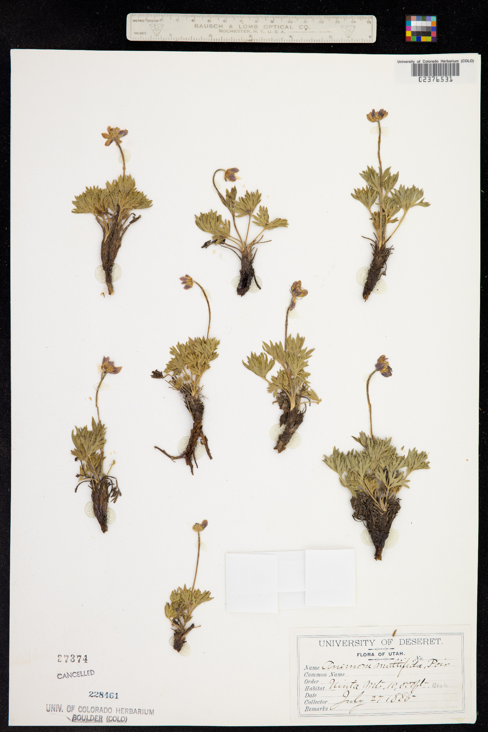 Anemone multifida image