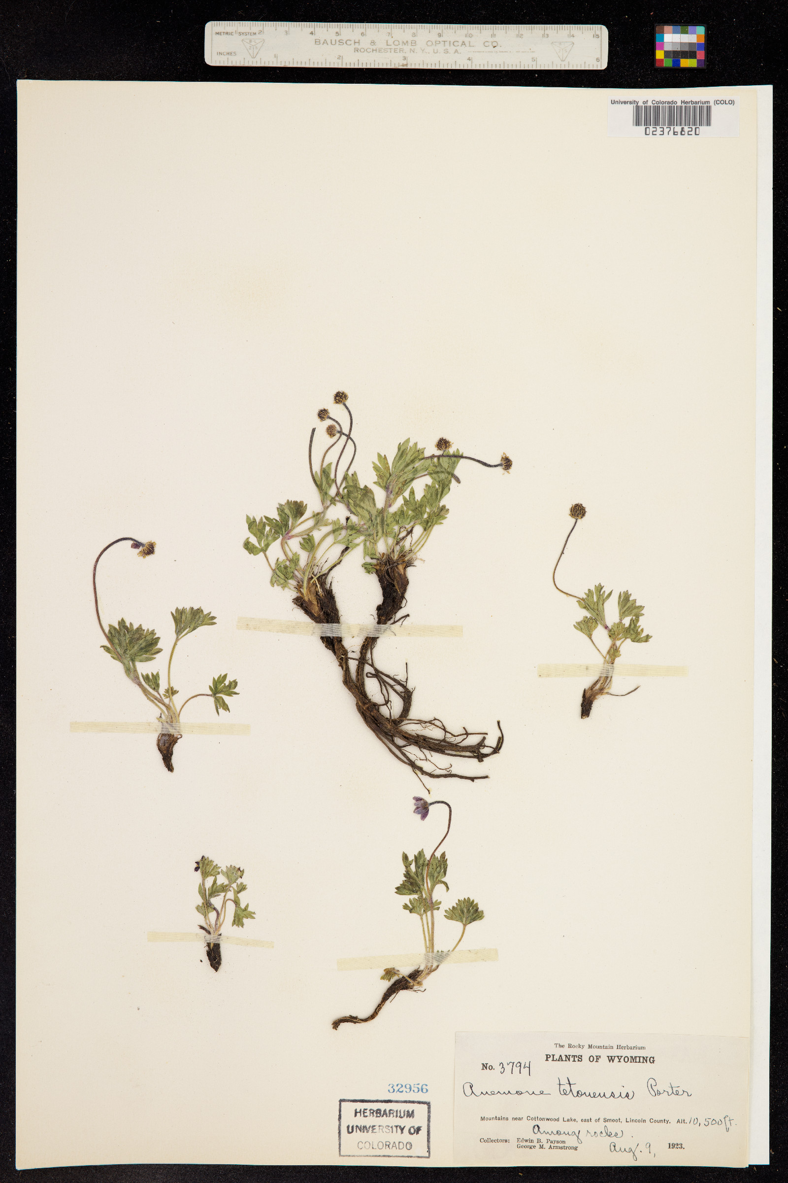 Anemone multifida image