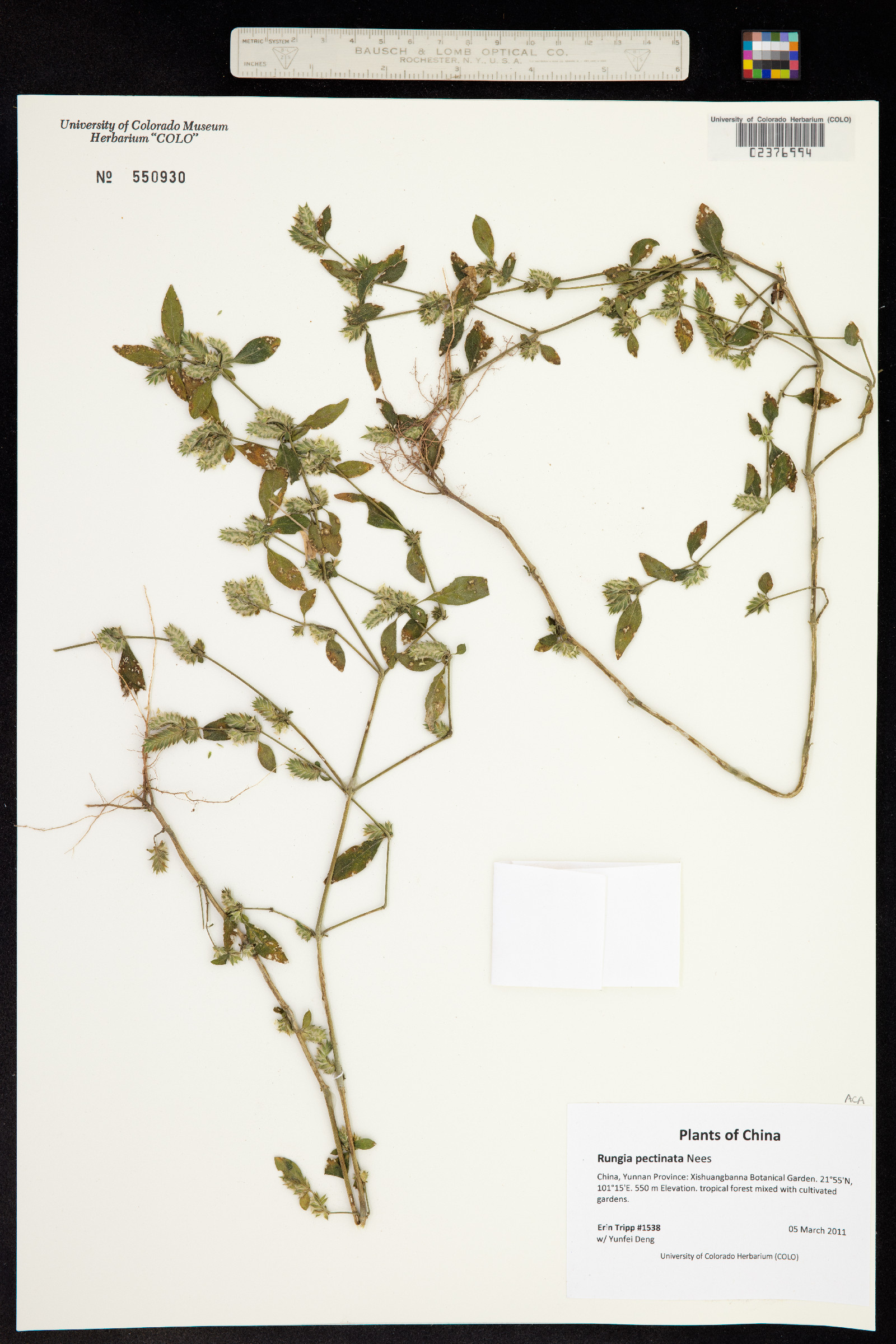 Rungia image