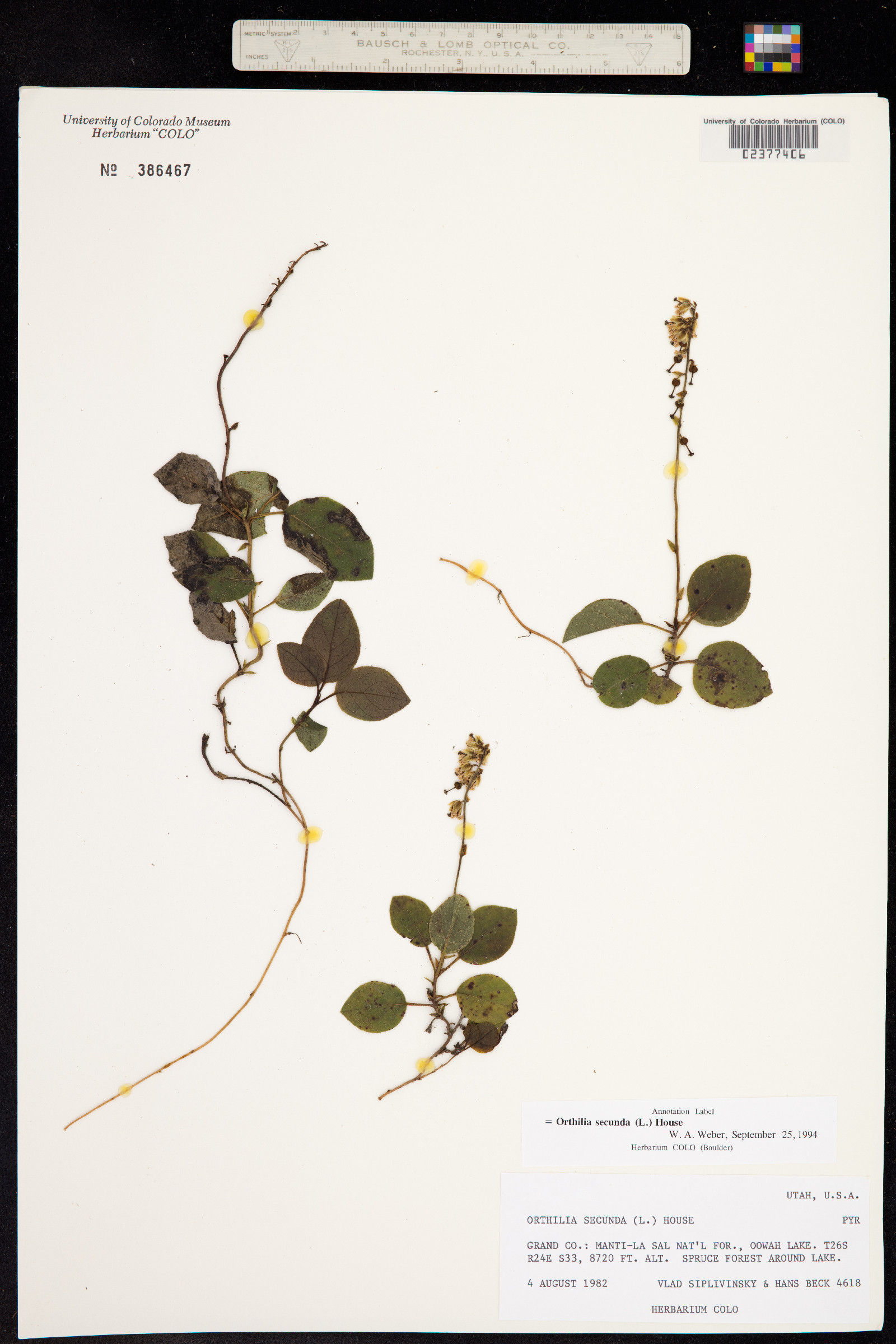 Orthilia secunda image