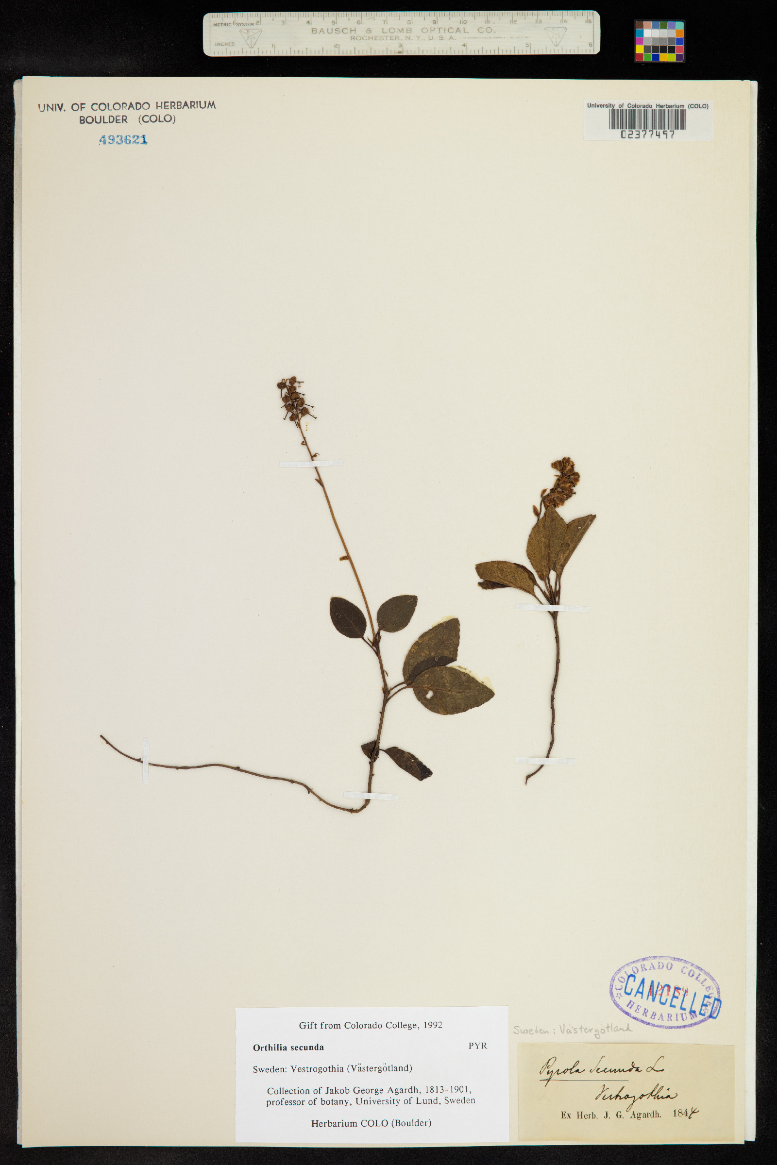 Orthilia secunda image