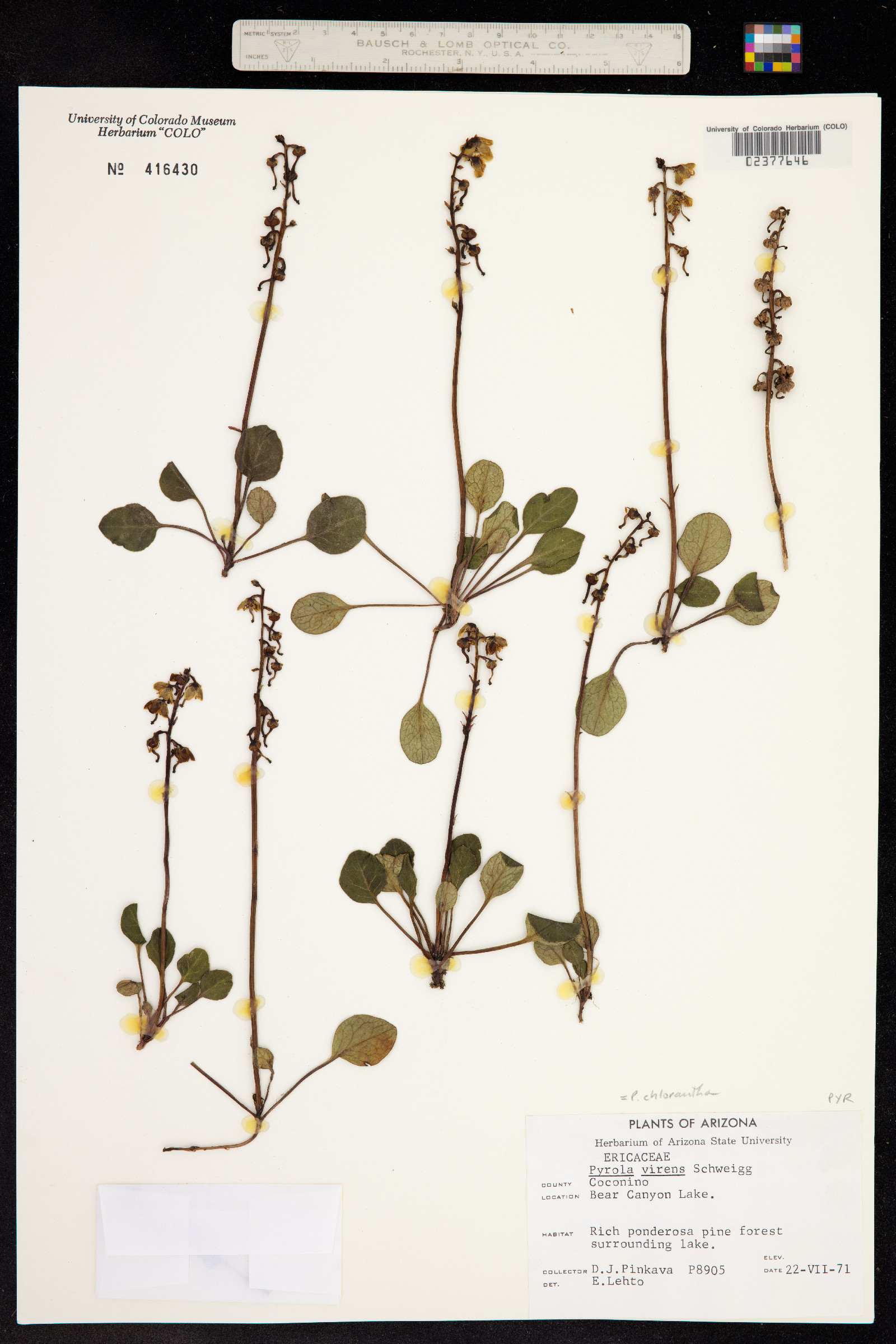 Pyrola chlorantha image