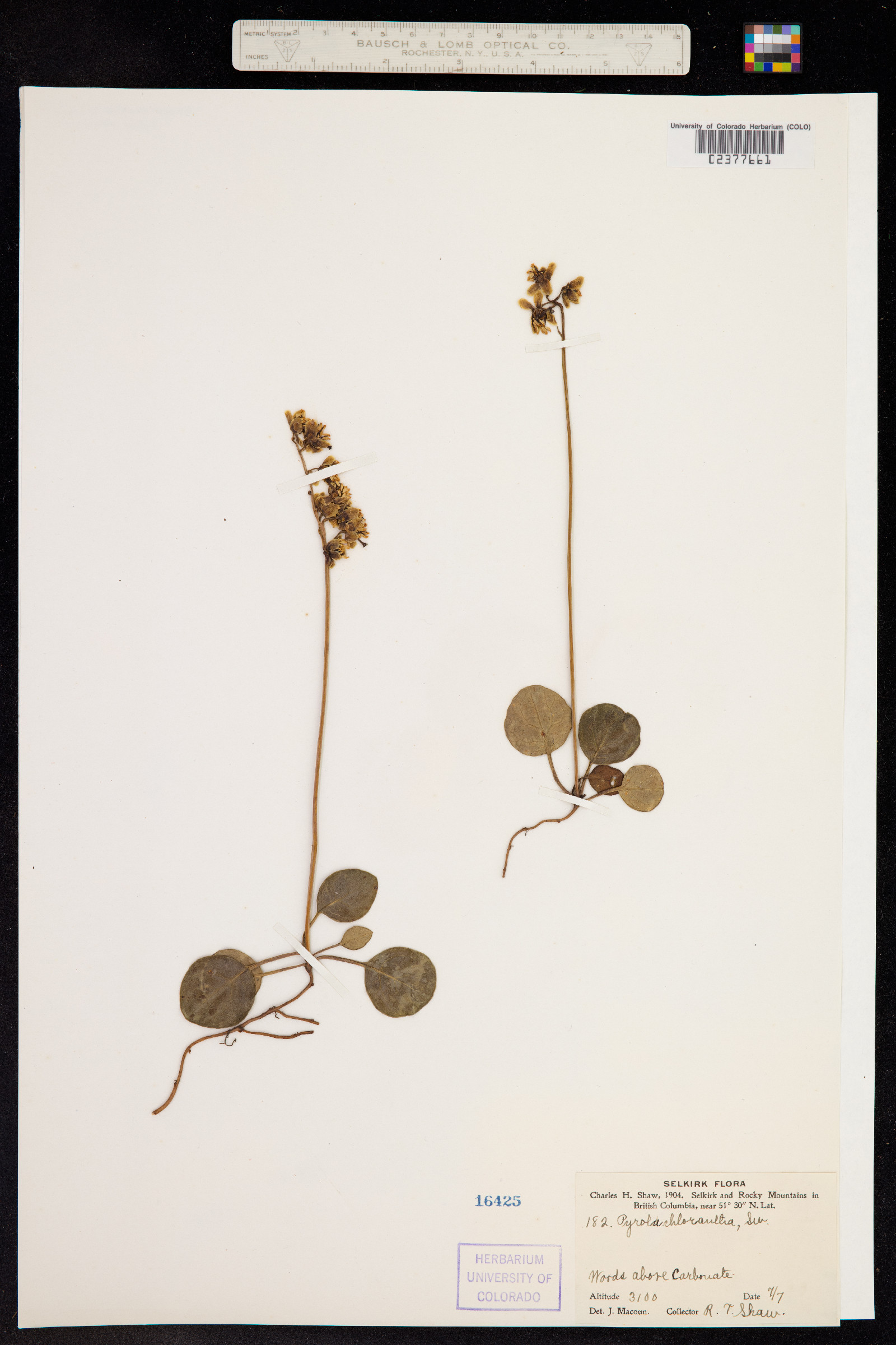 Pyrola chlorantha image