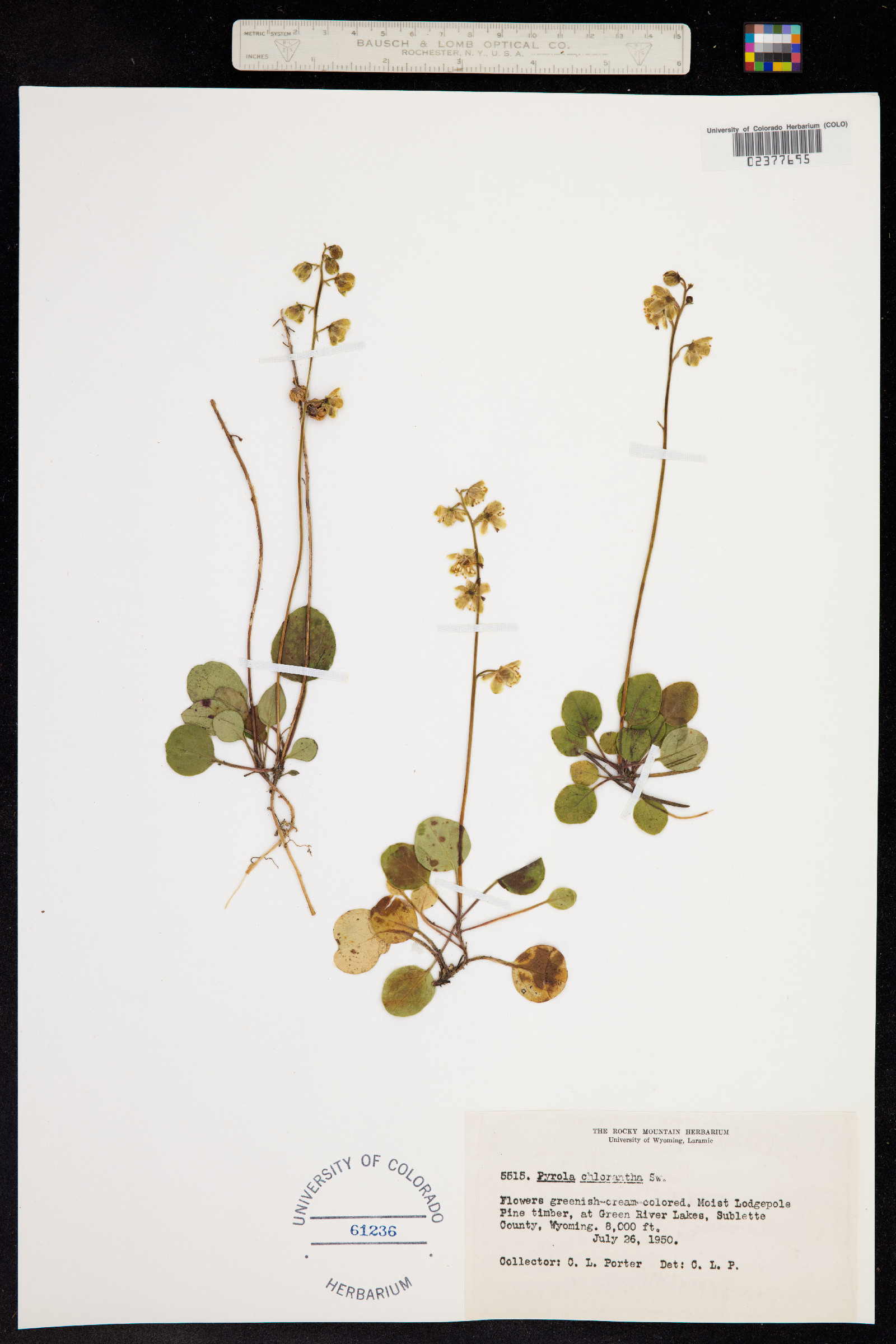 Pyrola chlorantha image