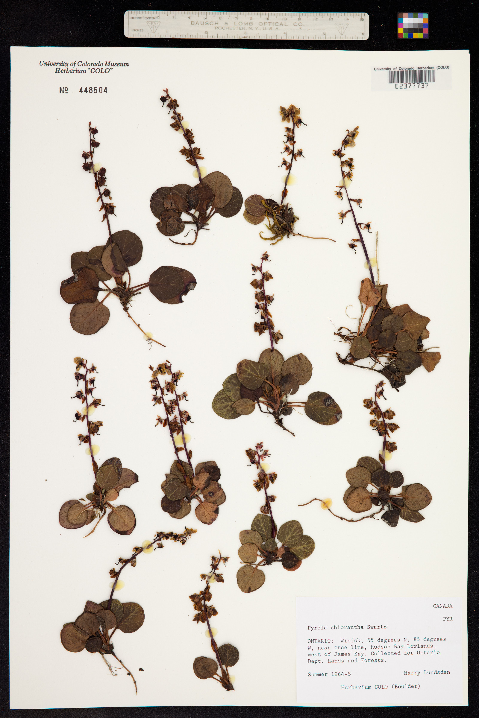 Pyrola chlorantha image