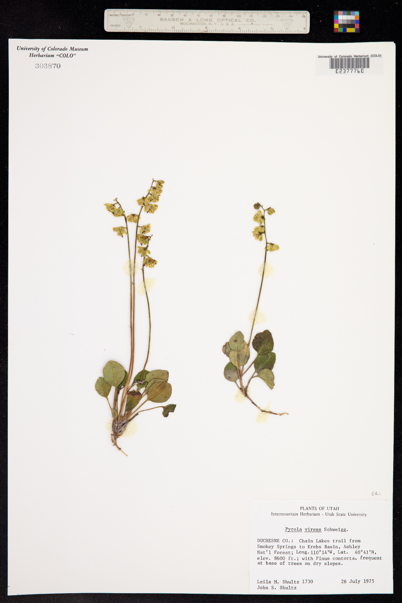 Pyrola chlorantha image