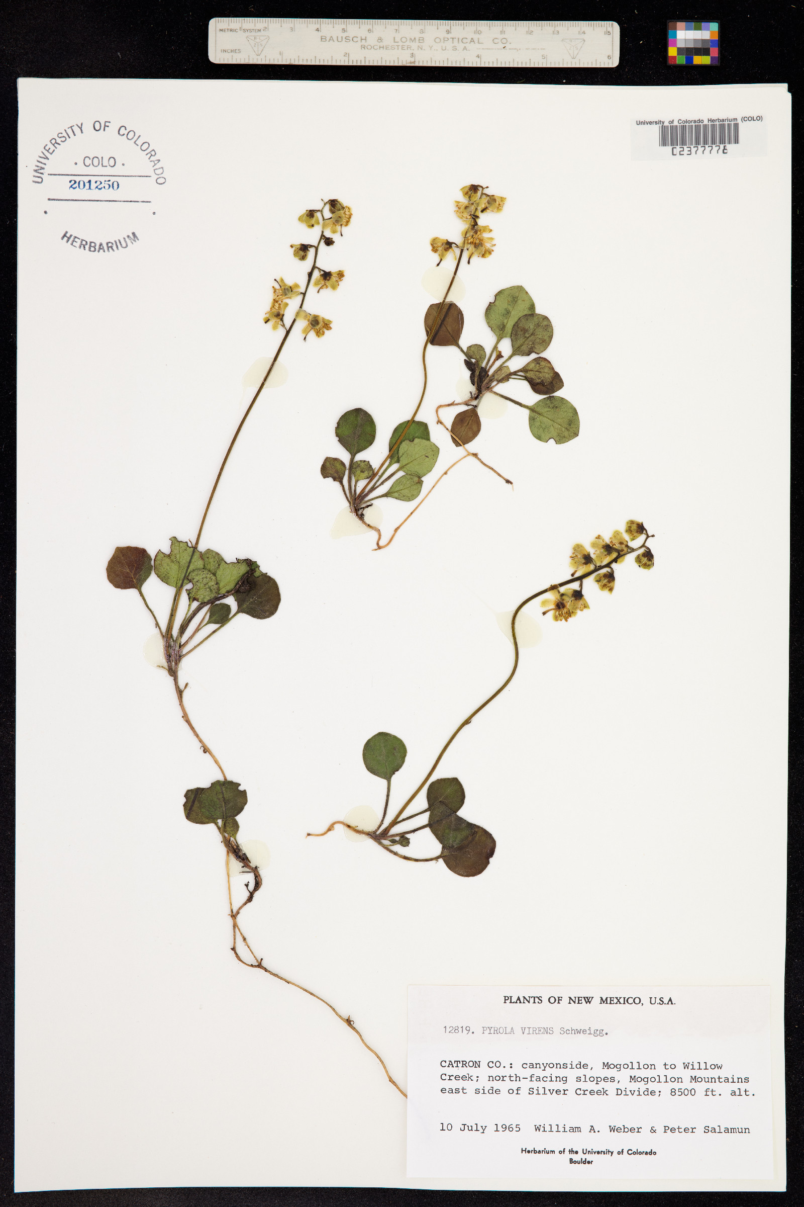 Pyrola image