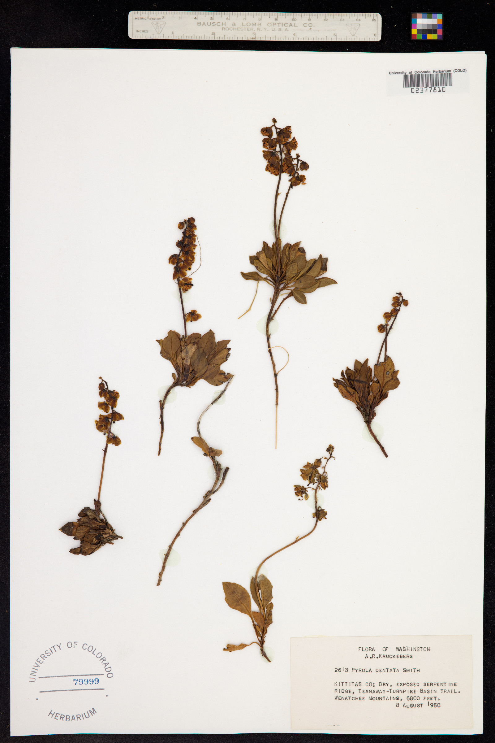 Pyrola picta image