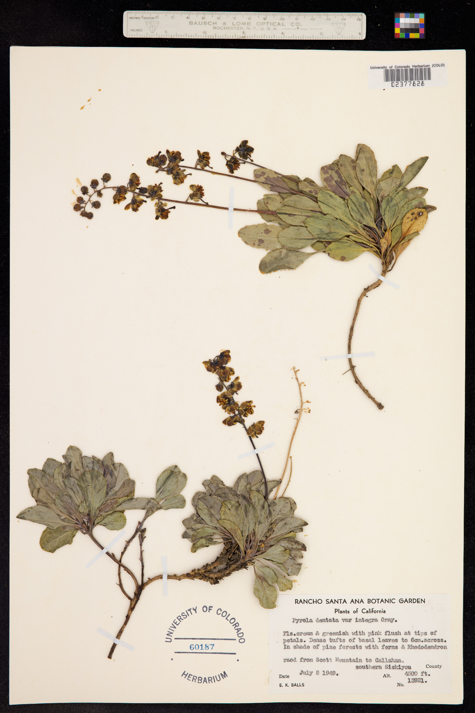 Pyrola picta image