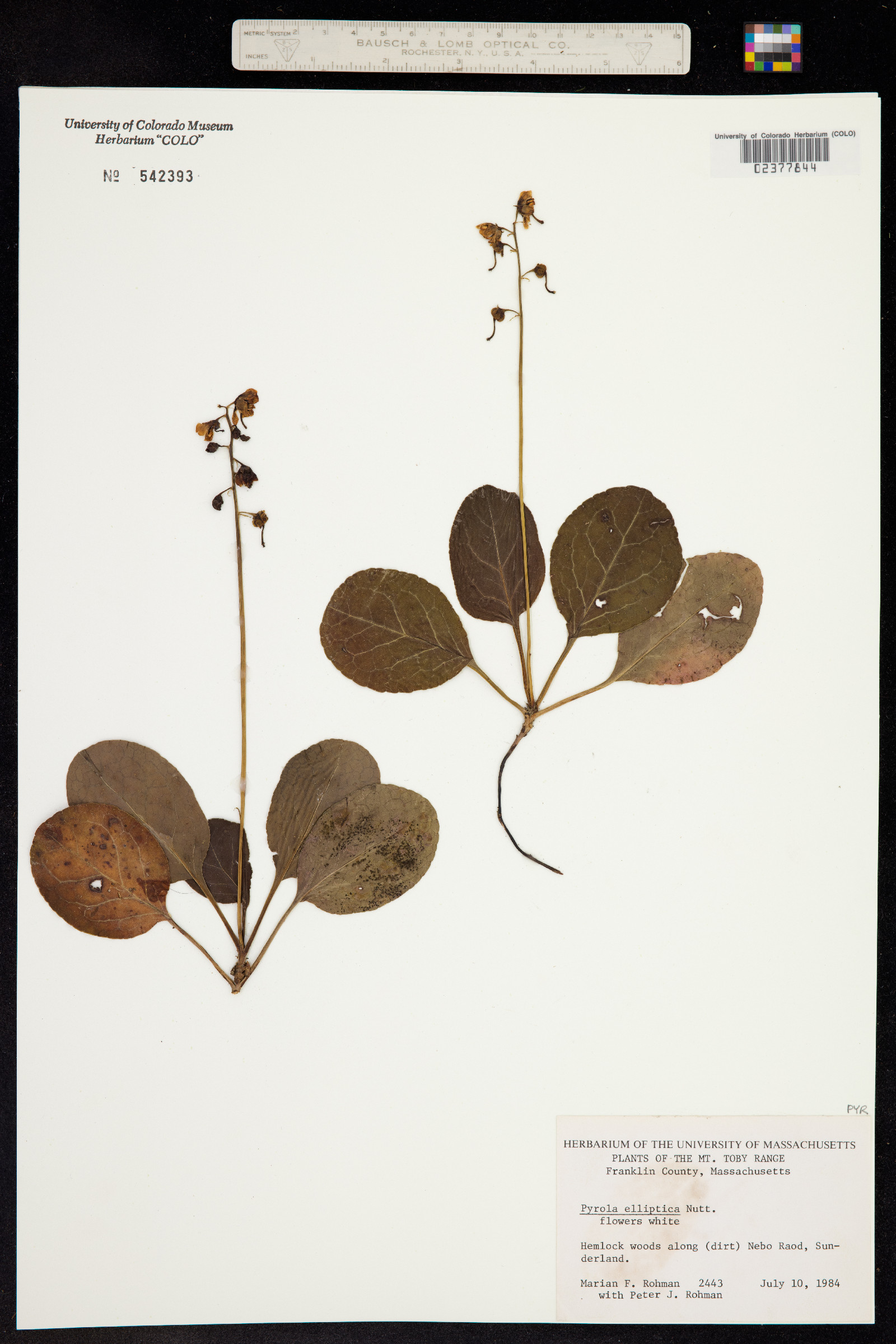 Pyrola elliptica image