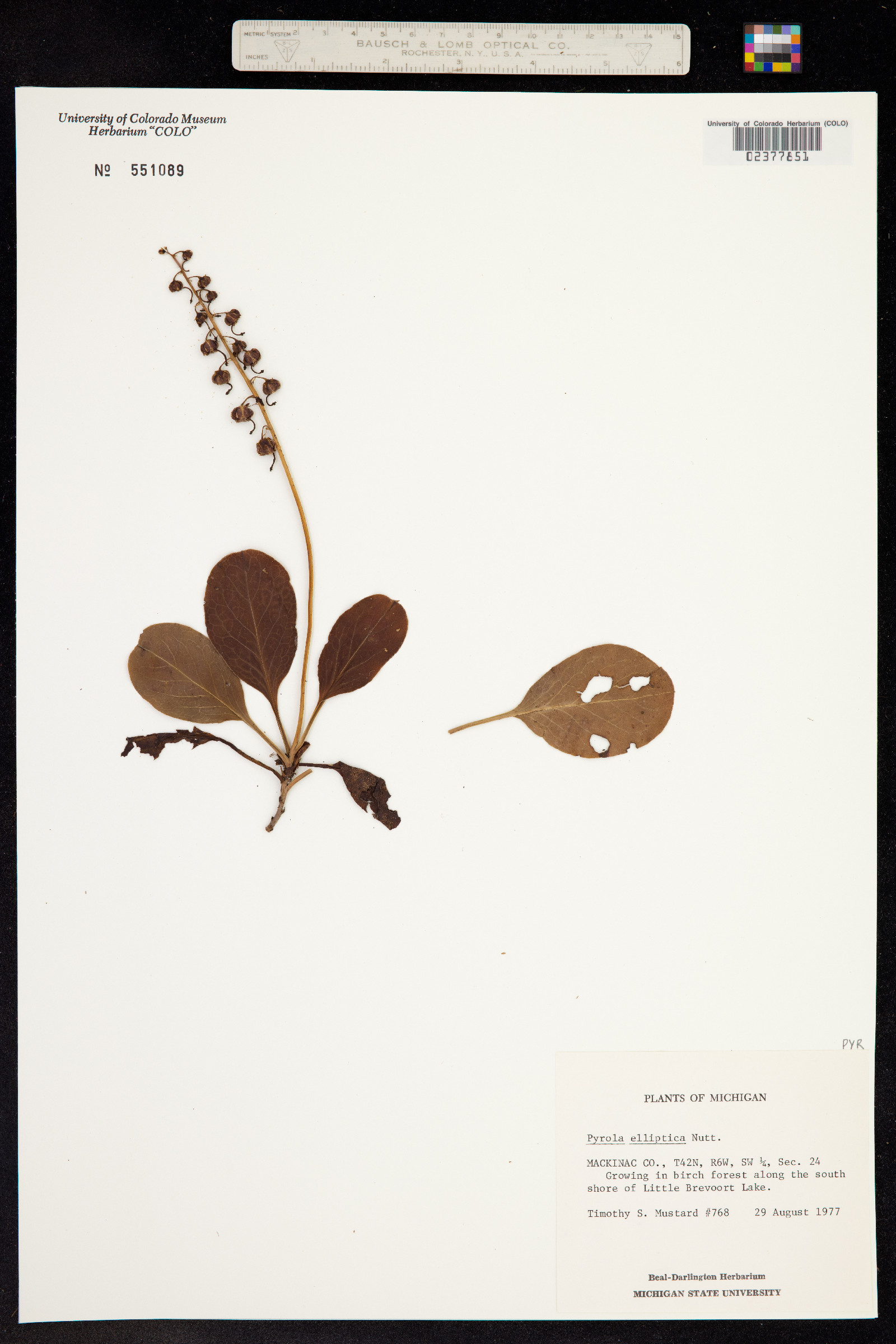 Pyrola elliptica image