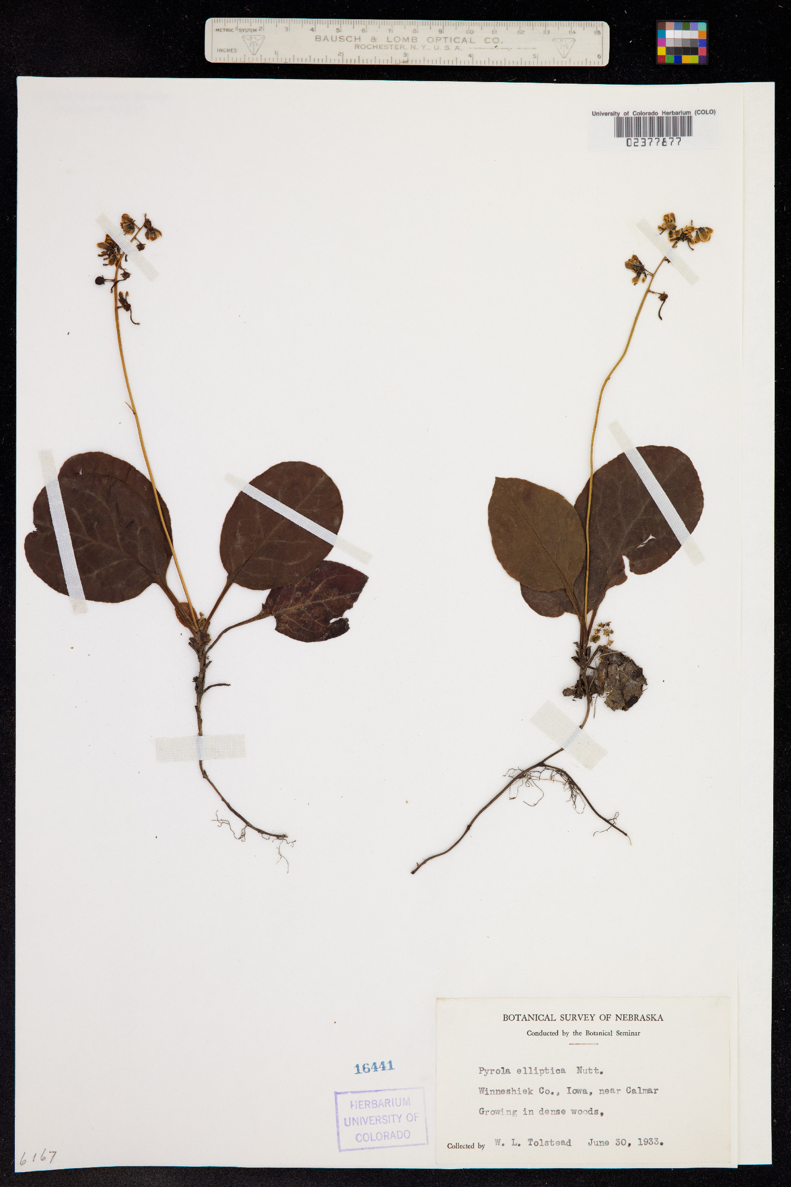 Pyrola elliptica image